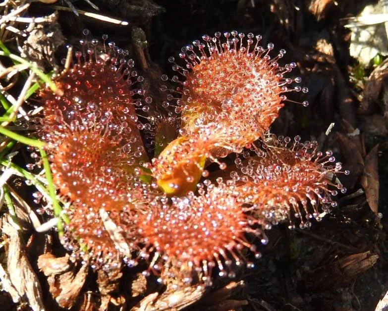 Scented Sundew ( Drosera whittakeri ), one of several species of insectivorous plant found in Scott Creek CP.