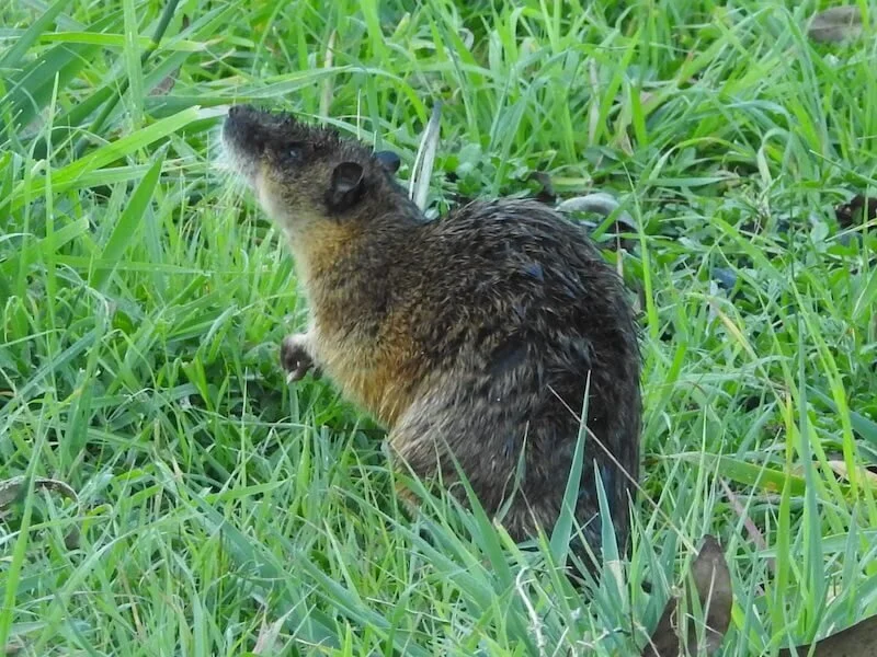 Friends of Scott Creek Conservation Park (June)