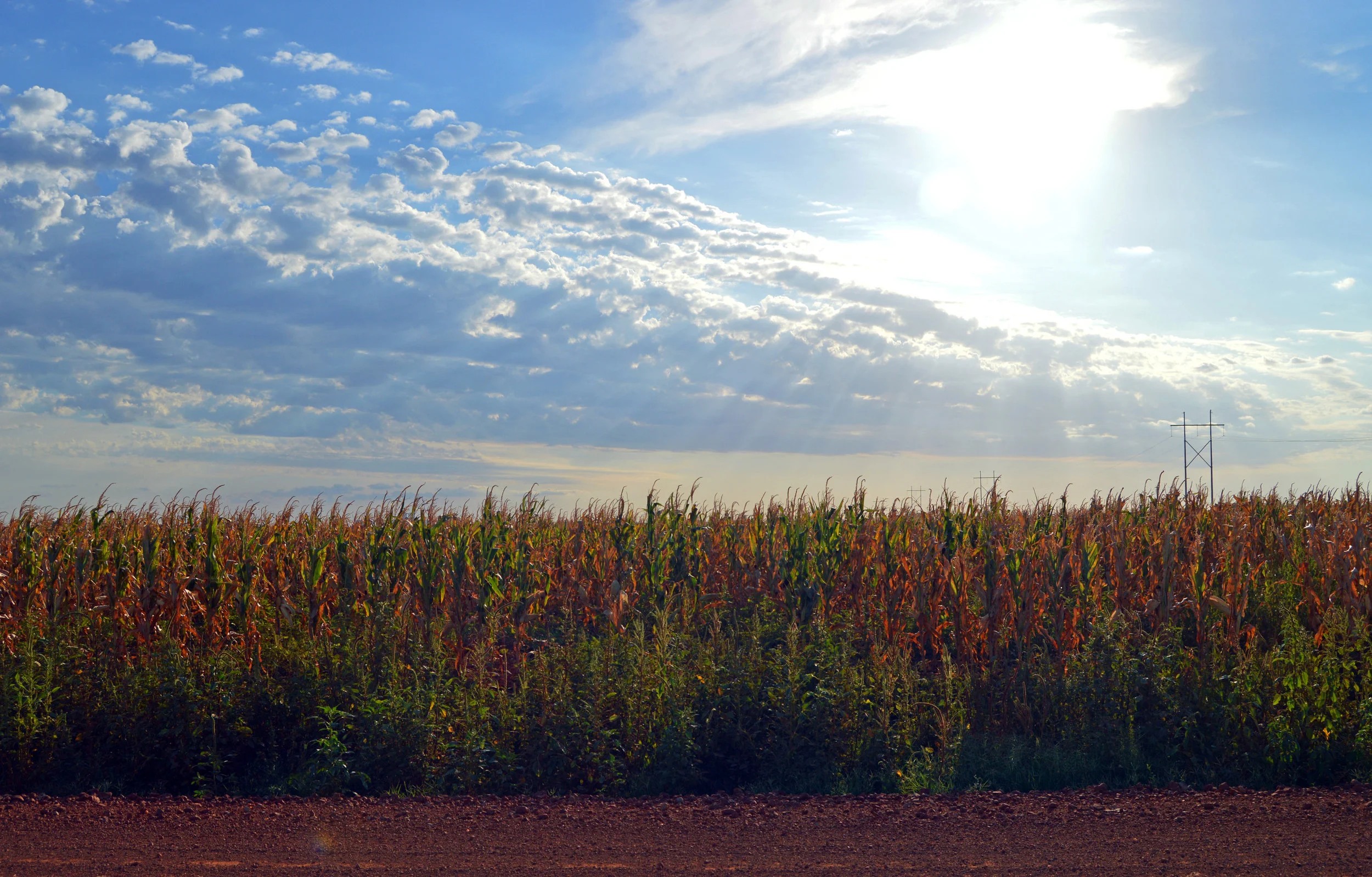 SunnyField6.jpg