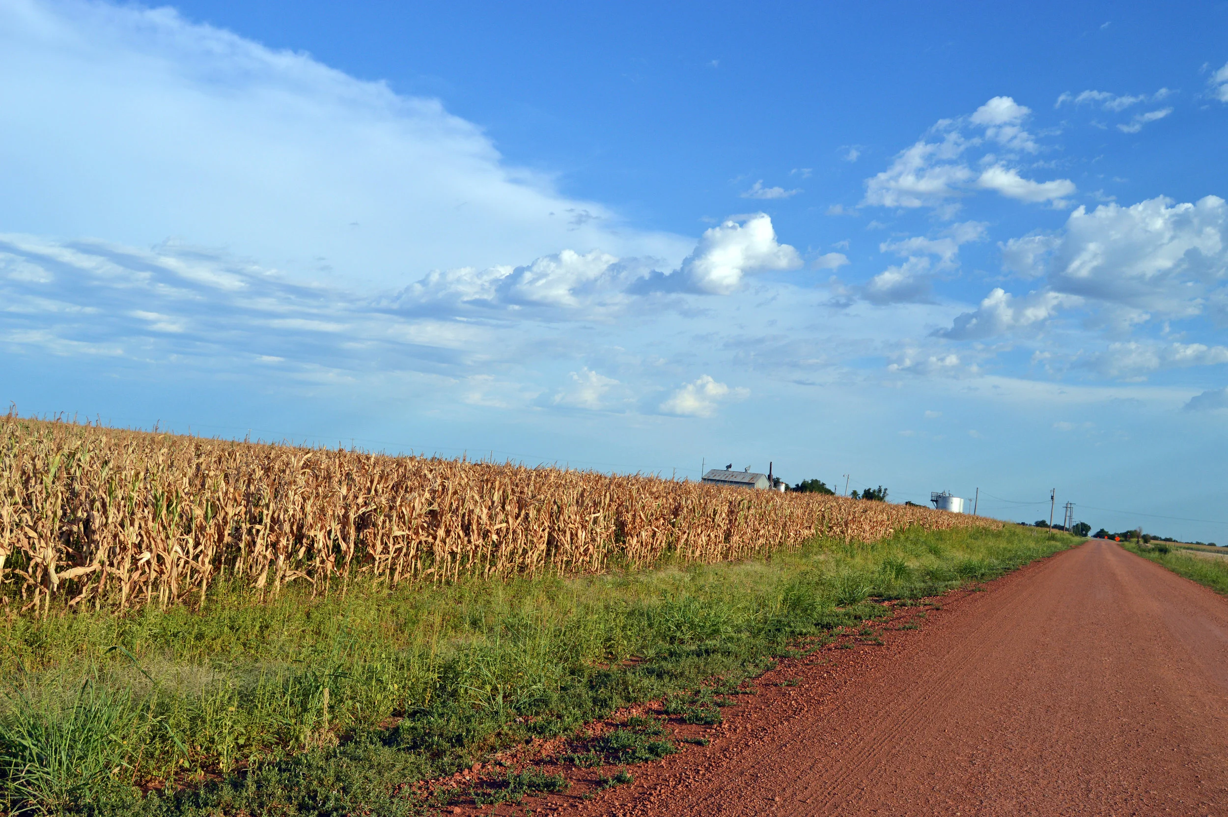 SunnyField7.jpg