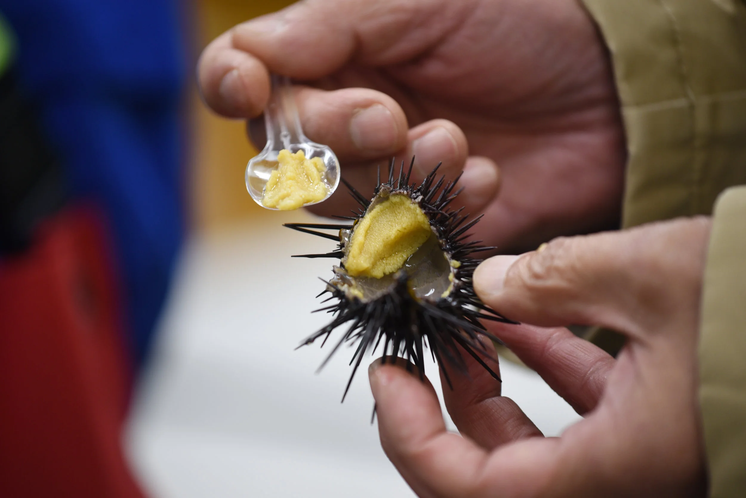 Nanaimo News Bulletin Fisheries floats sea urchin farm near Nanaimo