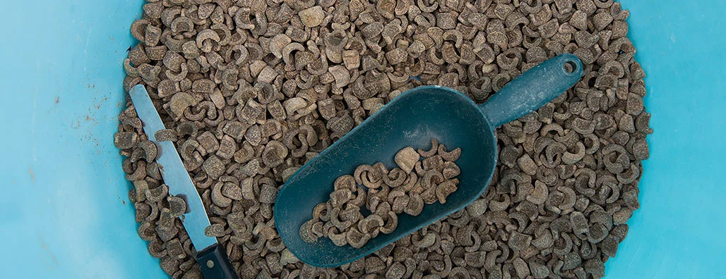Formulated Urchin feed. Photo: Noriko Hayashi