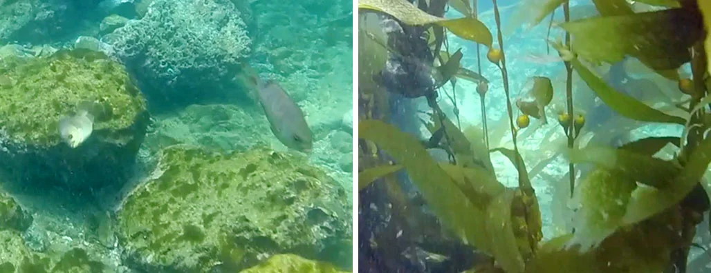 Kelp restoration 9 days (left frame) and 24 days (right frame) after urchin clearing. Video Stills: The Bay Foundation.