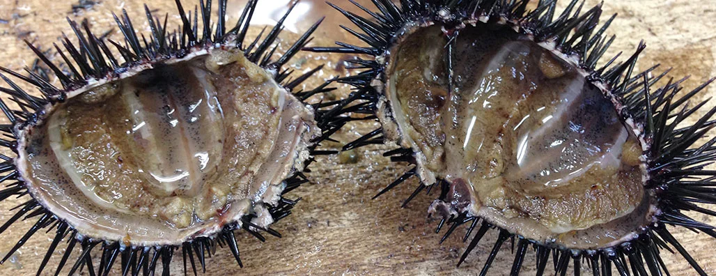 An empty sea urchin. Photo: Noriko Hayashi