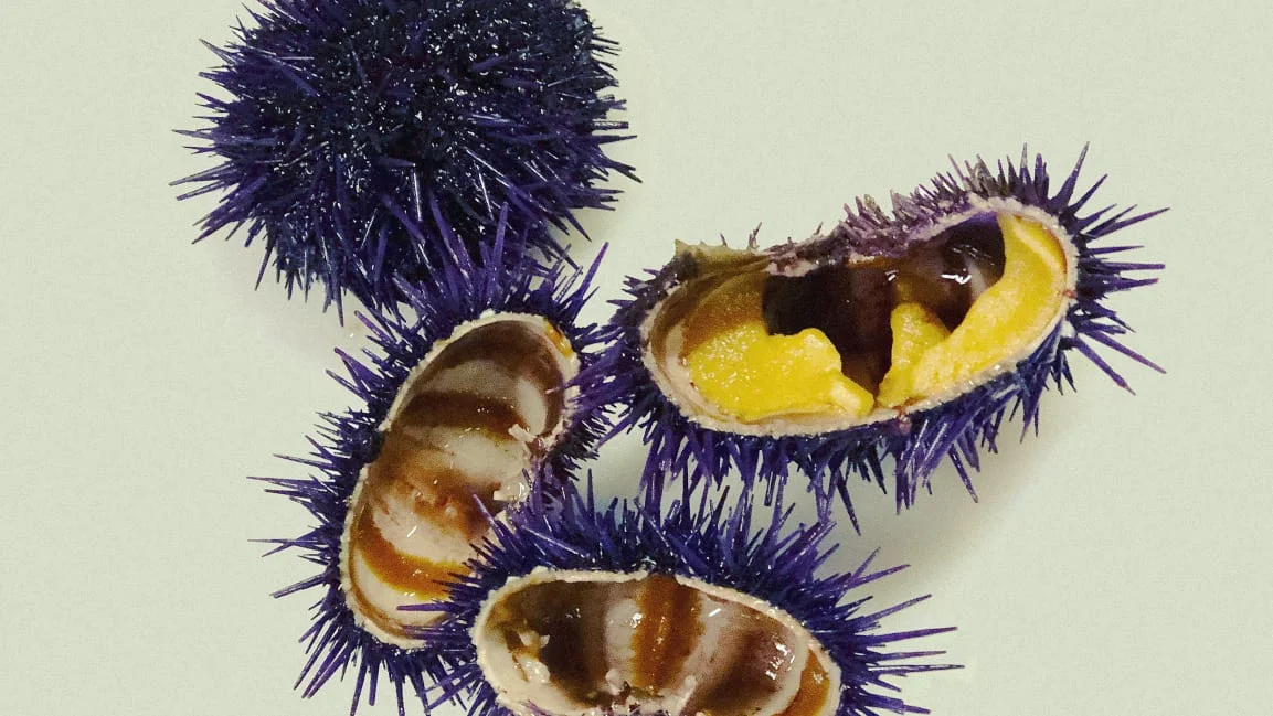 p-1-90409404-now-when-you-get-uni-in-your-sushi-you-could-be-stopping-climate-change.jpg