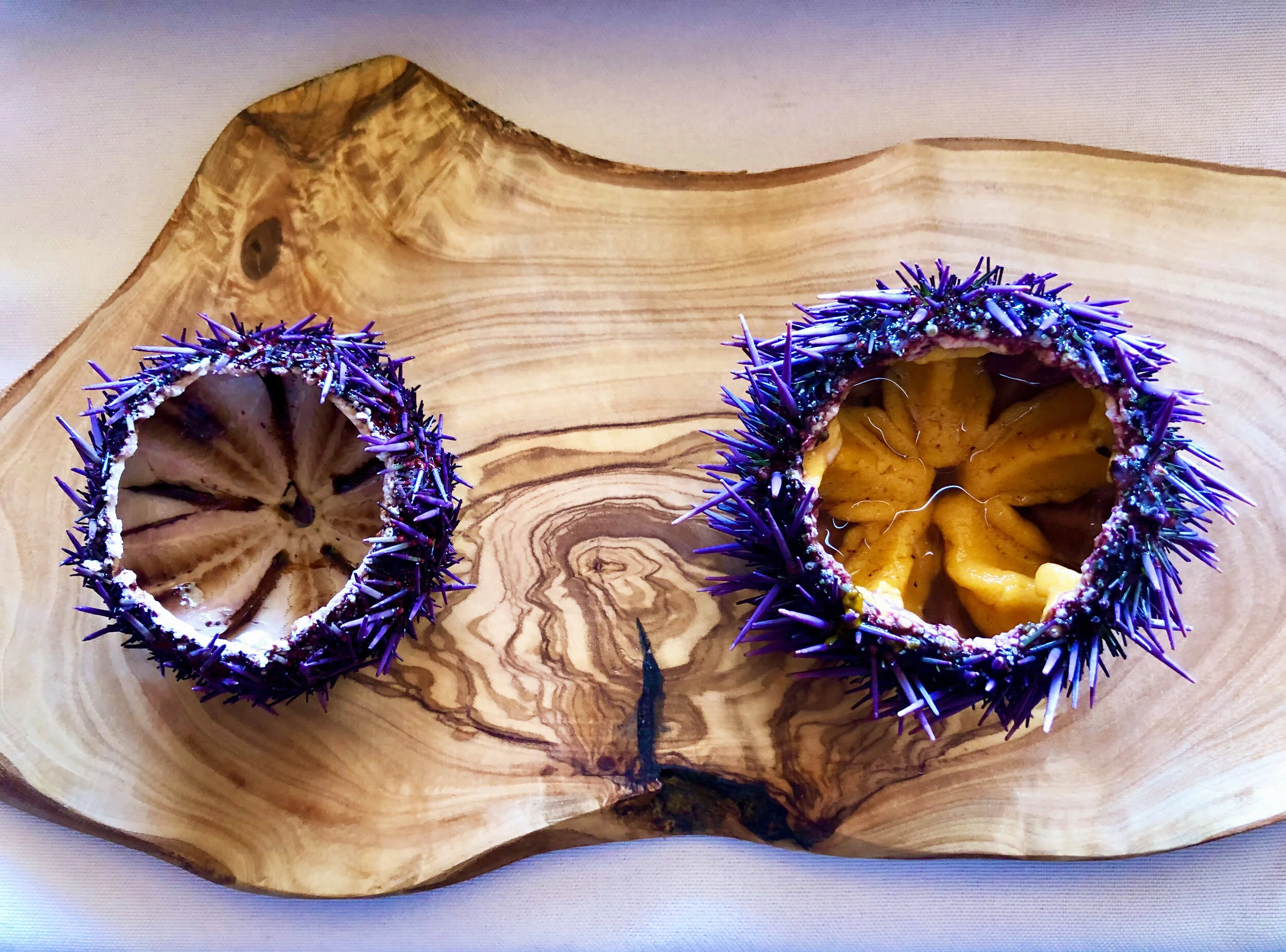 Cronkite News: Feeding sea urchins could be one way to restore the West Coast’s vital kelp forests
