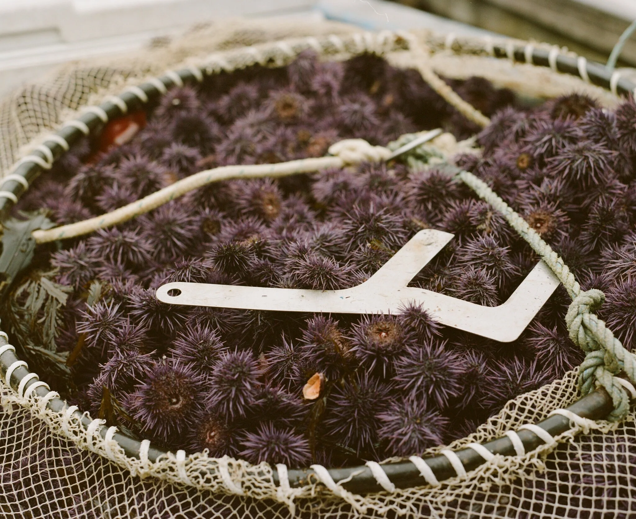 New York Times: ‘Zombie’ Urchins Are Destroying Kelp Forests. Can’t We Just Eat Them?