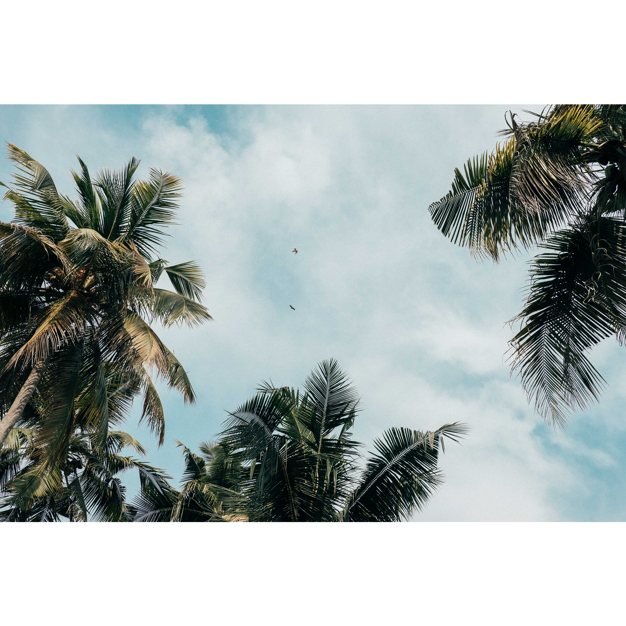 Blue Palms Square.png