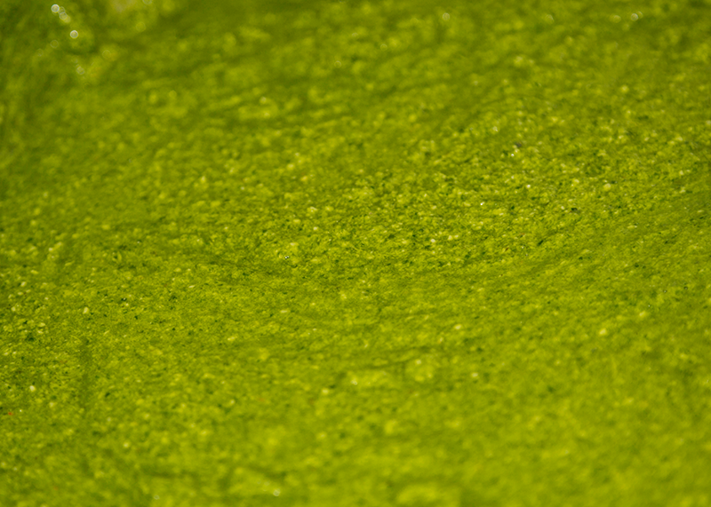 hotlips-basil-pesto (Copy)