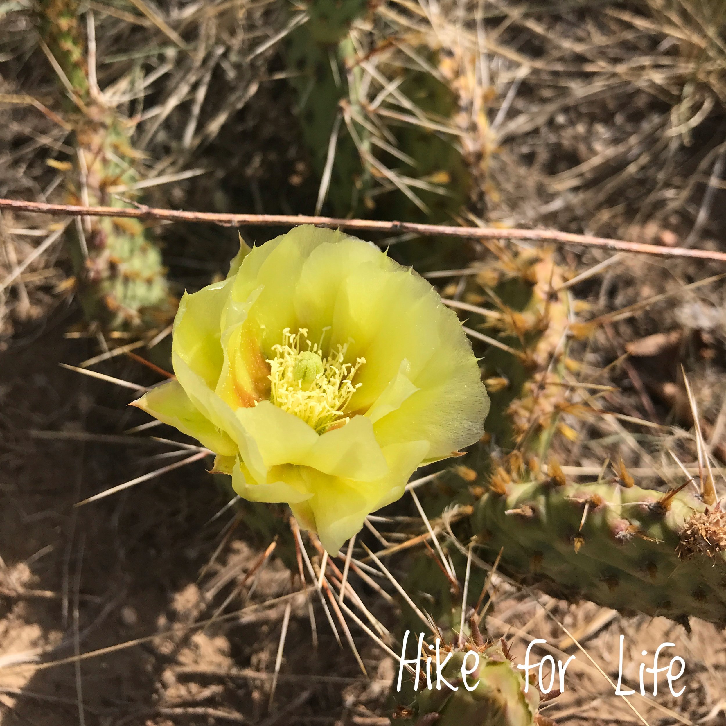 Prickly Pear Bloom June 9.jpeg