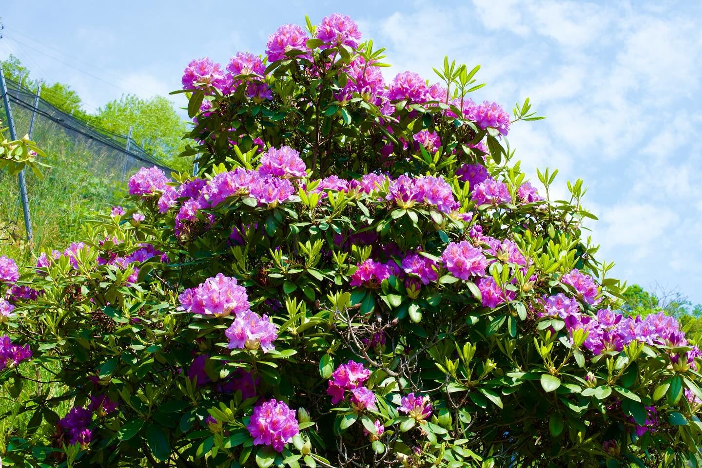 Dieses Jahr so sch&ouml;n, wie lange nicht mehr: Unser violetter Rhododendron 👍🏻😁.