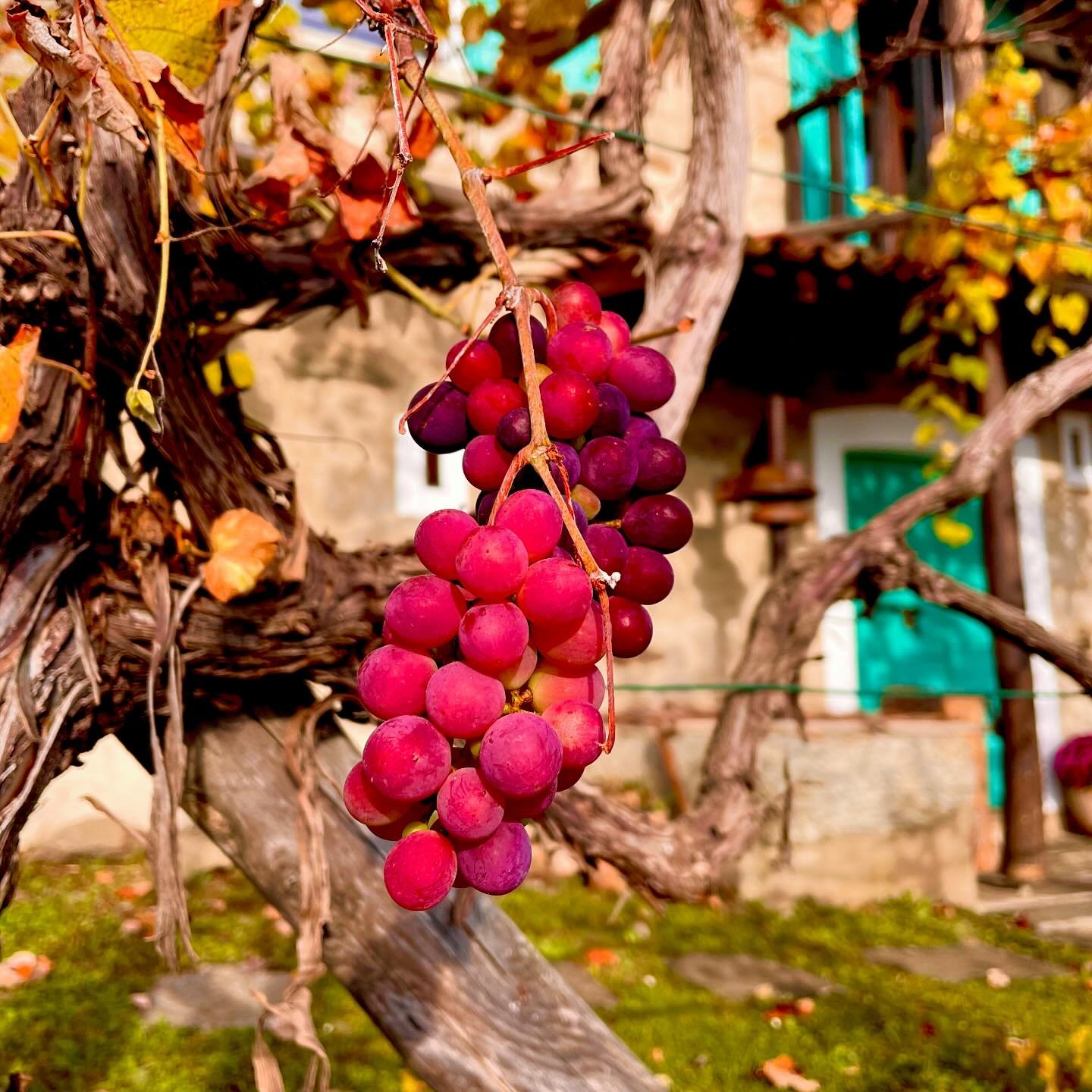Auch Trauben 🍇, die es nicht mehr geschafft haben, sind sch&ouml;n anzusehen.