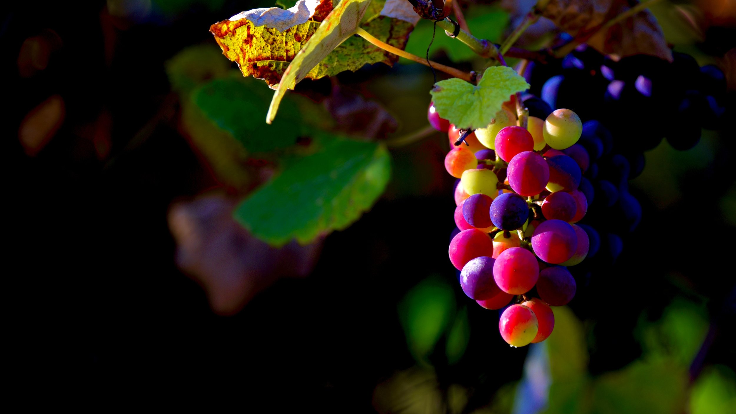 Wein: Merlot und Merbec aus Cademario.