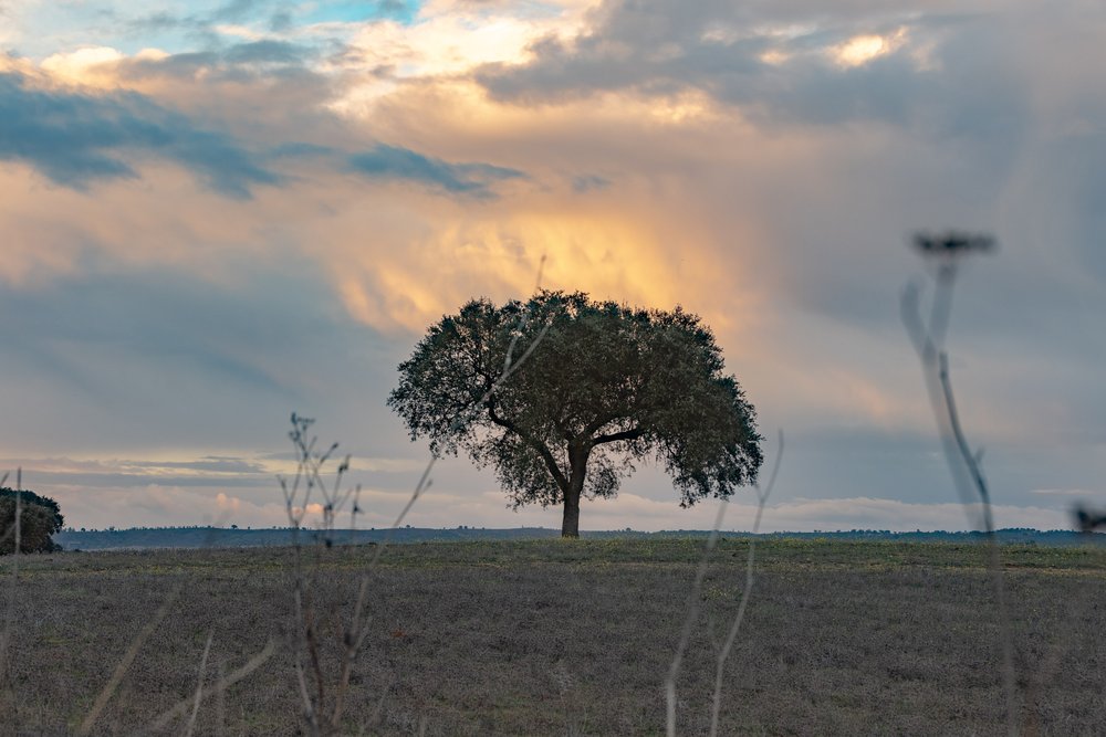 Alentejo