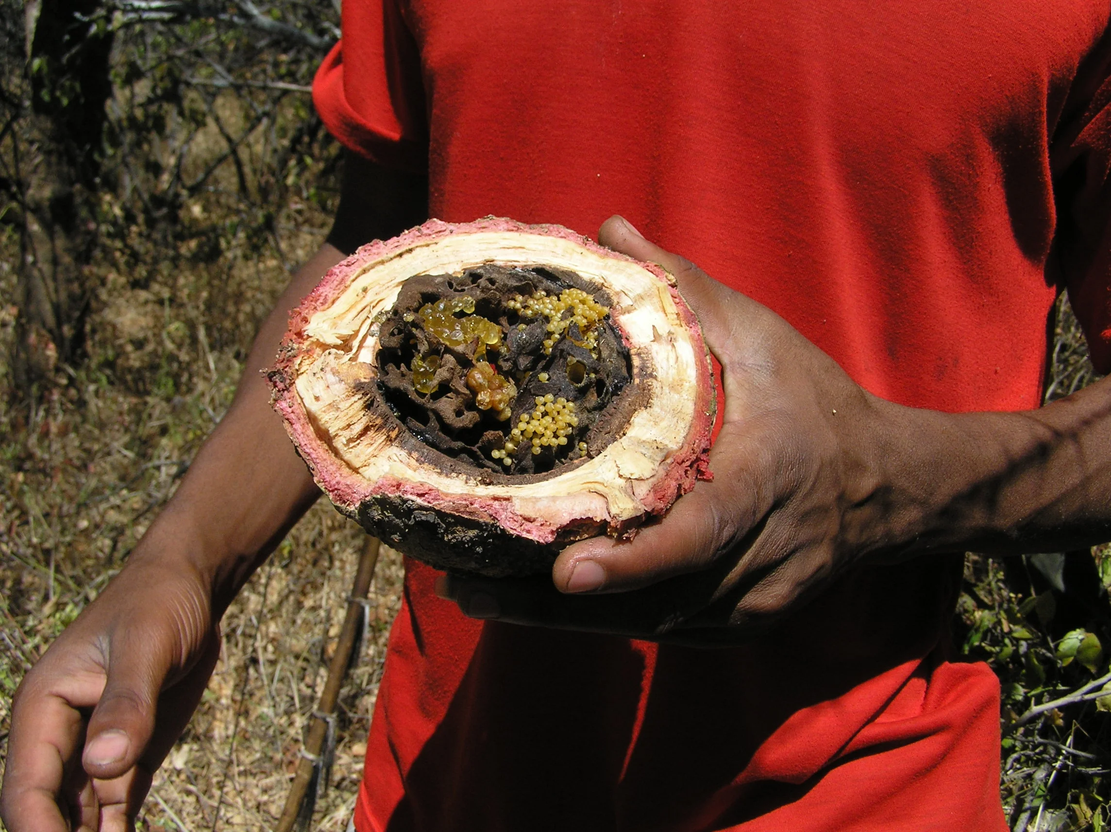 The Hadzabe — Nyayo Discovery
