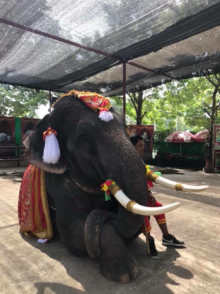 Ayutthaya Elephant Palace & Royal Kraal, Ayutthaya, Thailand