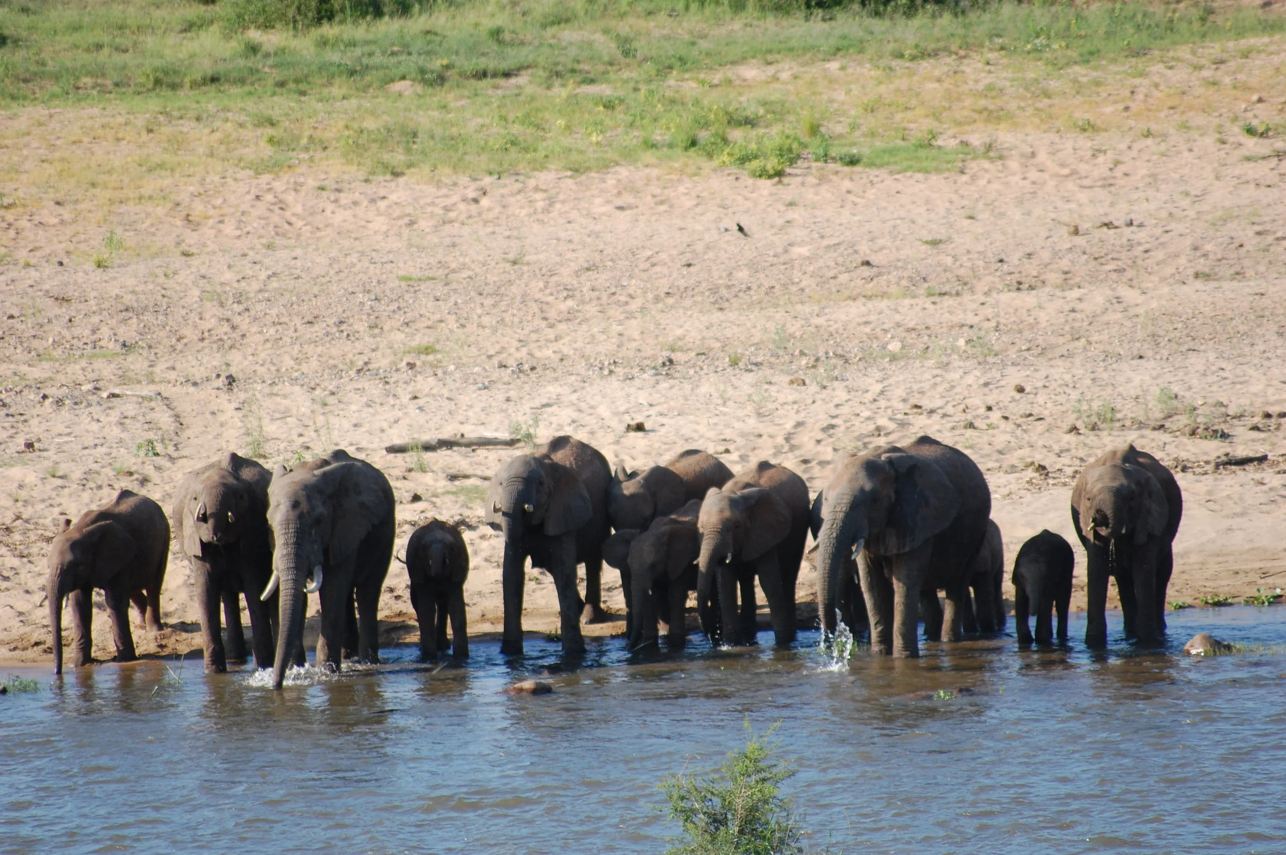 big and small elephants drnking.JPG