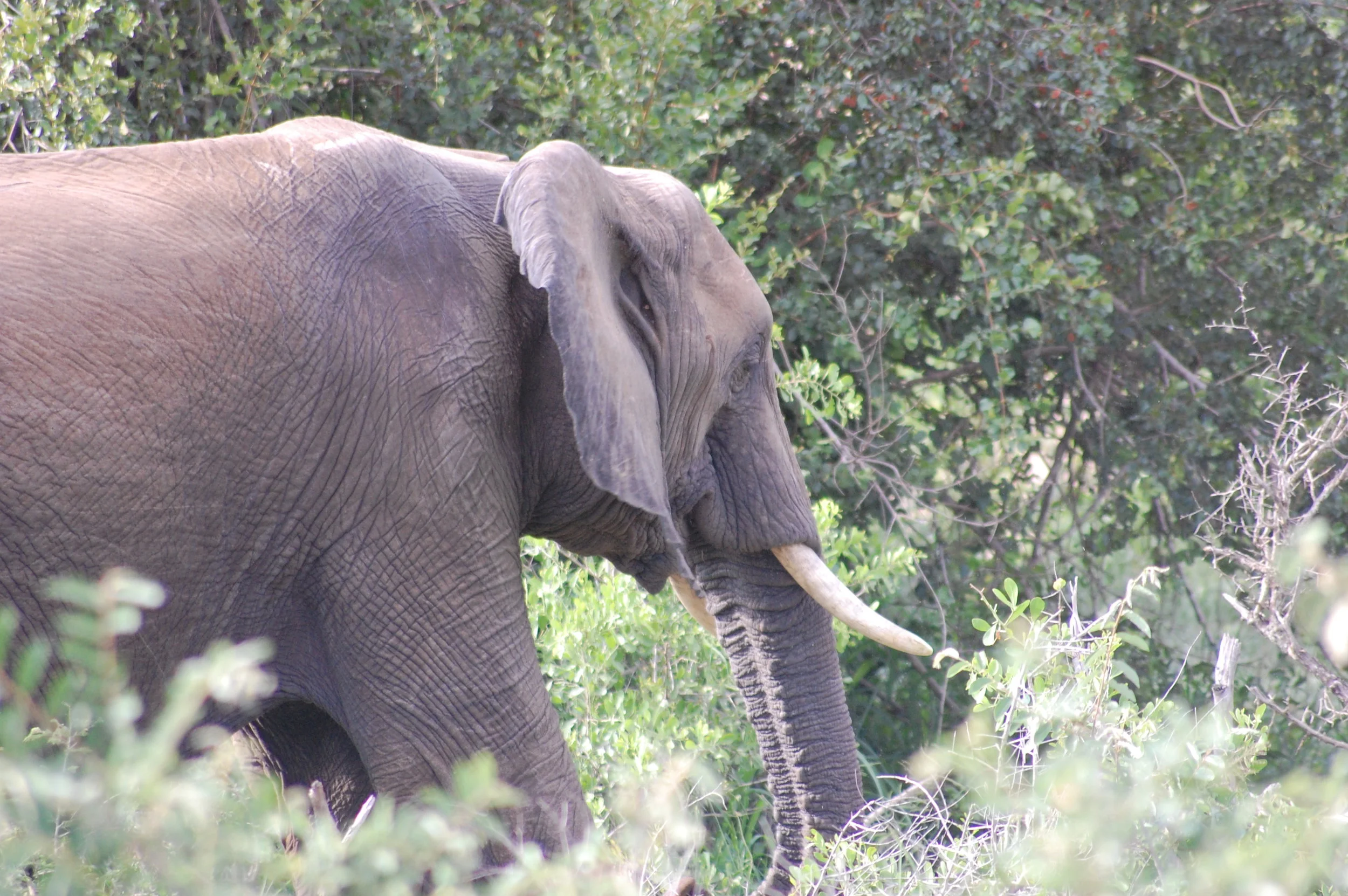 view from bedroom 5 elephant.JPG