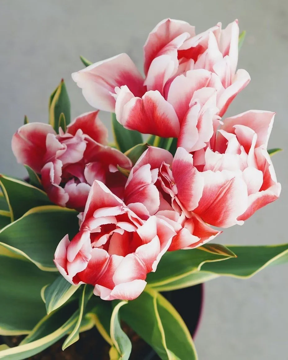 🌻 &rdquo;Few gav mig mer &auml;n verktyg, det gav mig ett sammanhang d&auml;r jag kan forts&auml;tta v&auml;xa.&rdquo; 

Med det h&auml;r inl&auml;gget avslutar vi Few Stories &ndash; v&aring;r serie d&auml;r vi &ouml;ppnat d&ouml;rren till Fews v&a