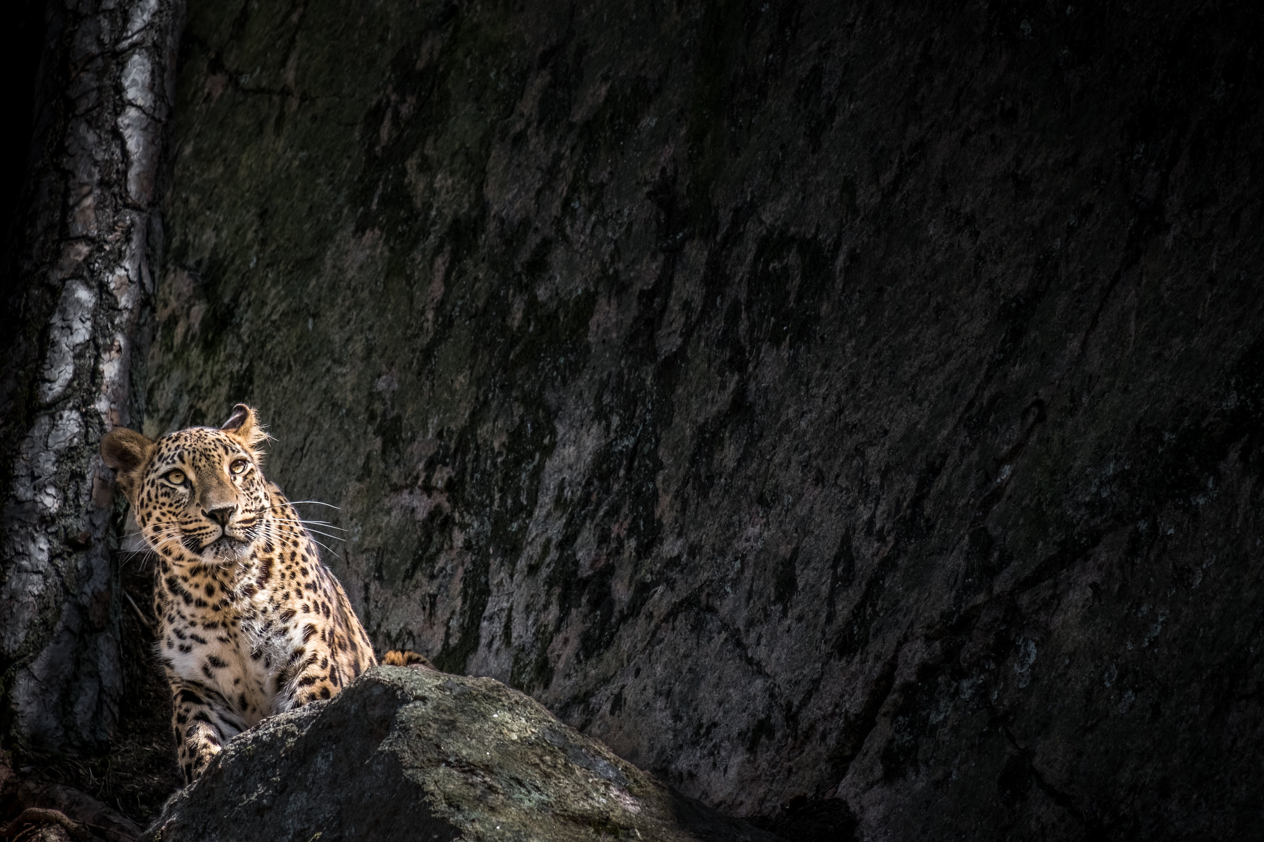Persisk leopard. Den här bilden vann även priset ”Årets bild 2017” i Zoom Fotoresors årliga tävling.