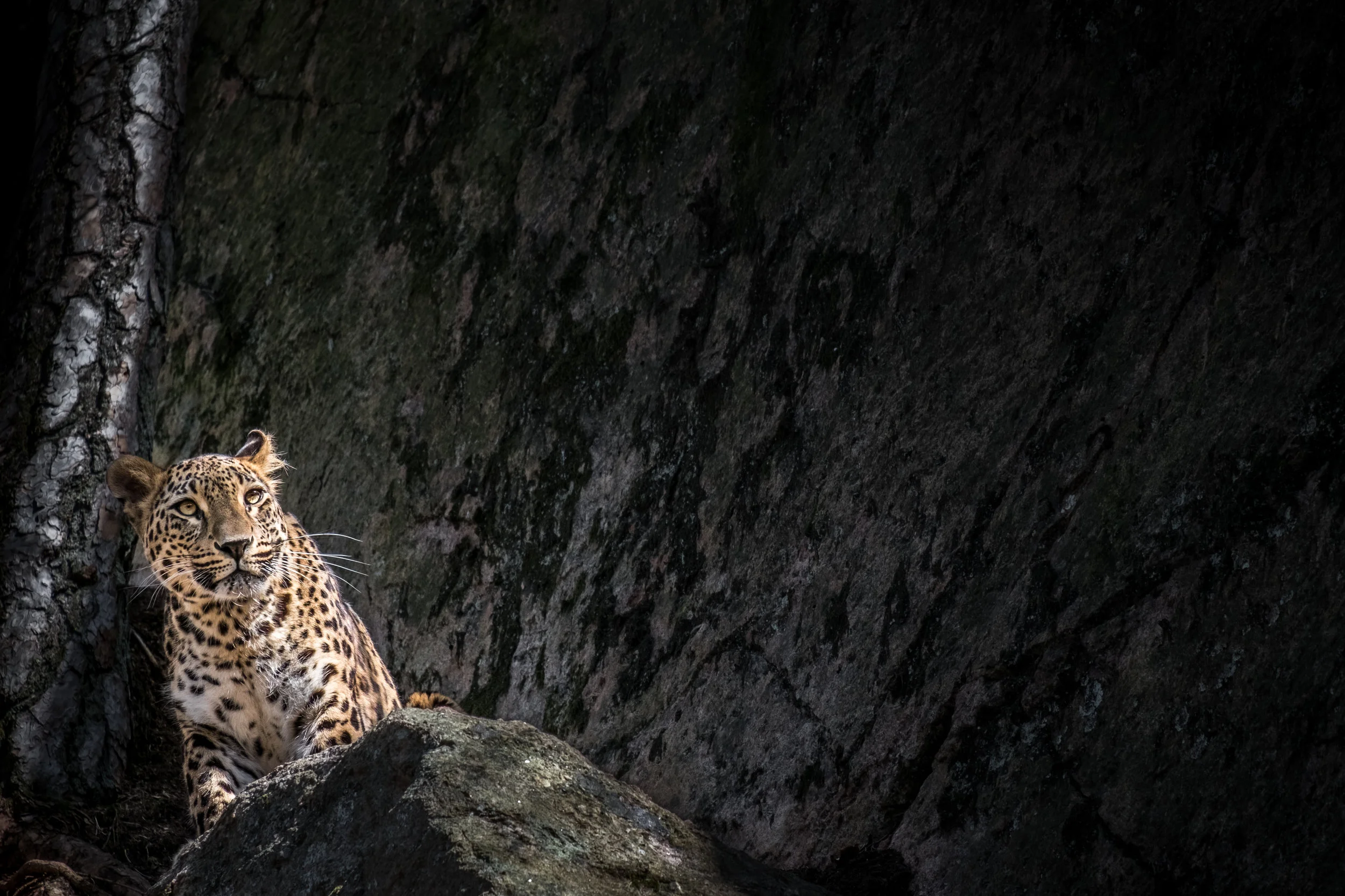 Persisk leopard. Den här bilden vann även priset ”Årets bild 2017” i Zoom Fotoresors årliga tävling.
