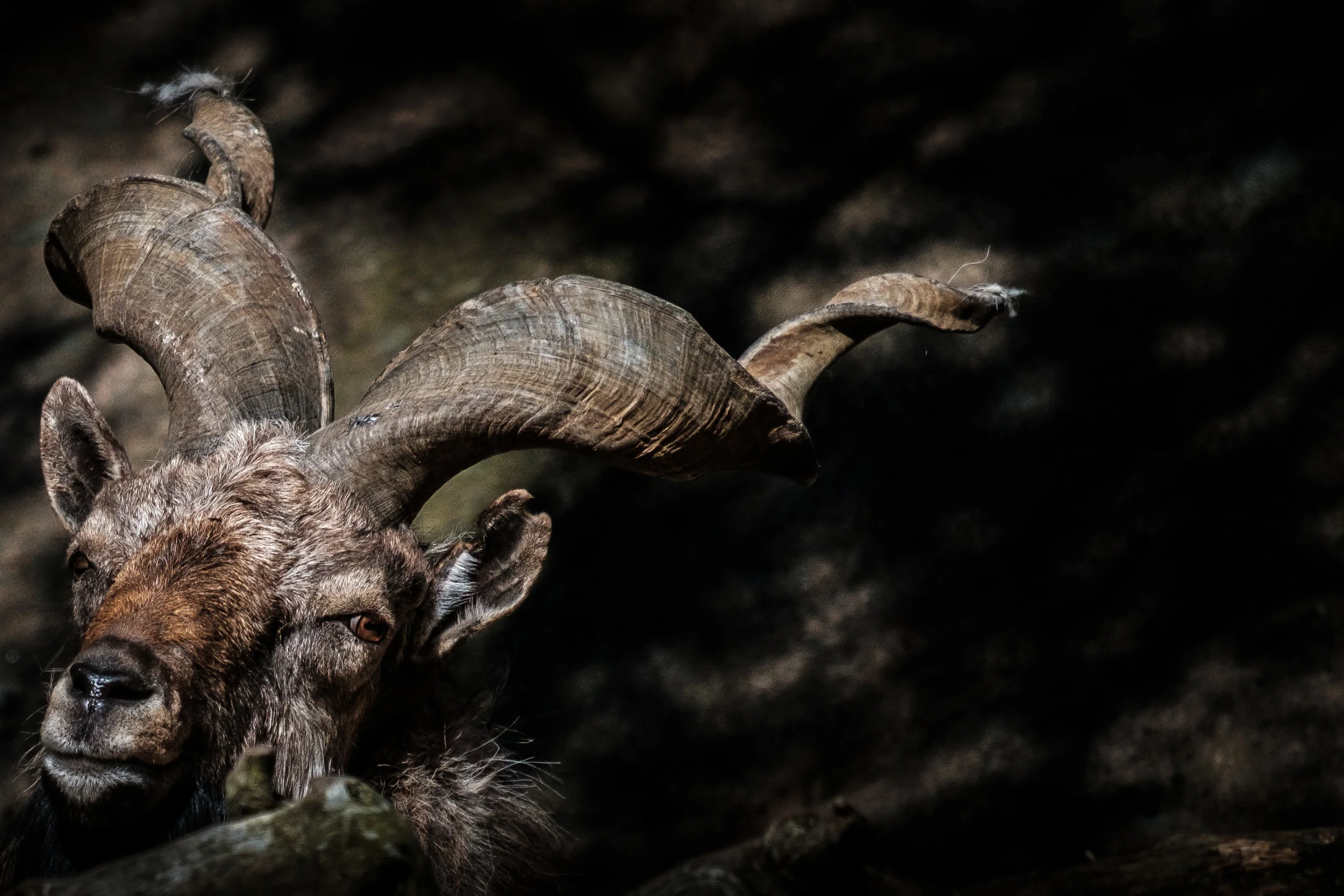  Skruvhornsget.