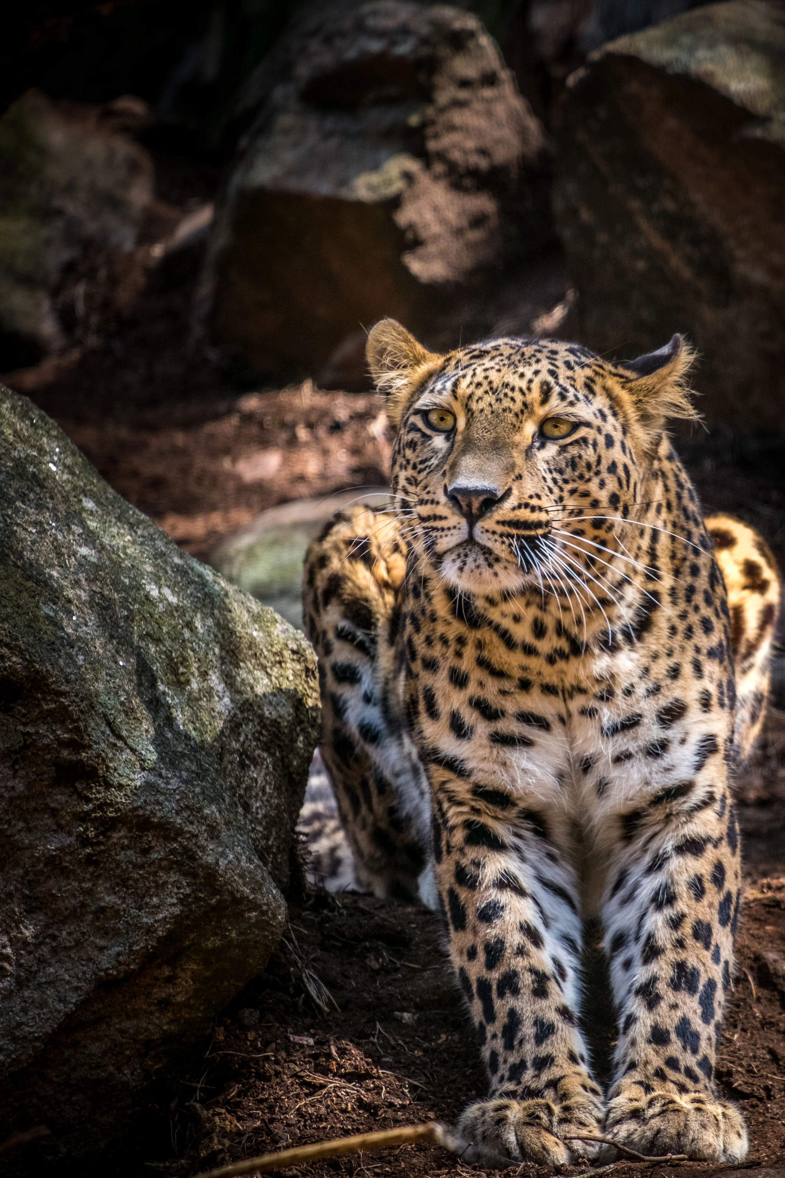  Persisk leopard.