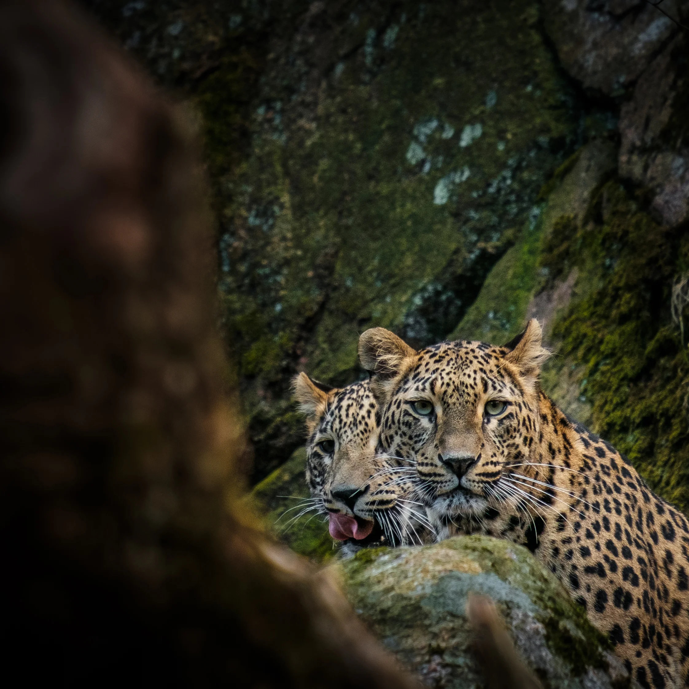 Fler leoparder.