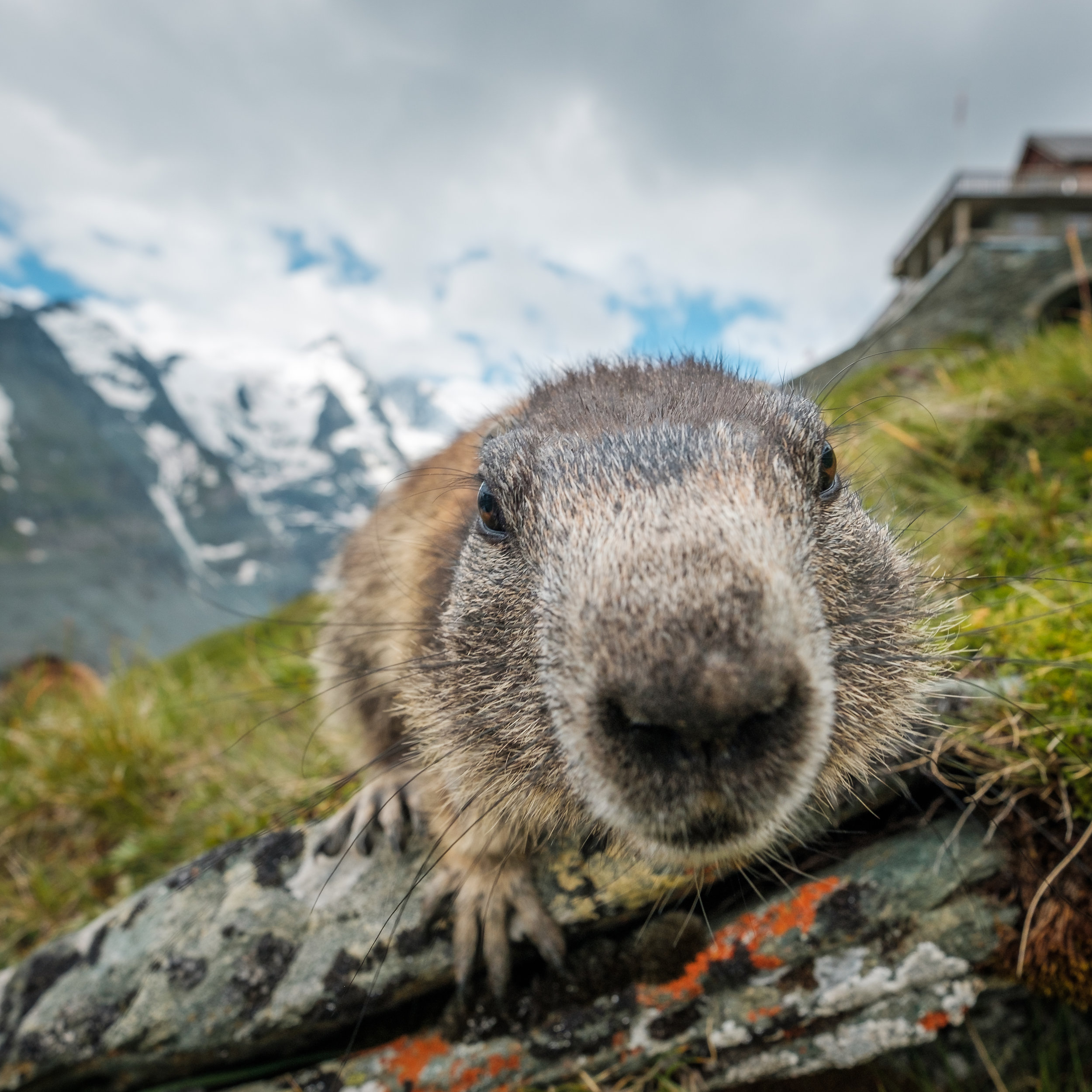 Marmot