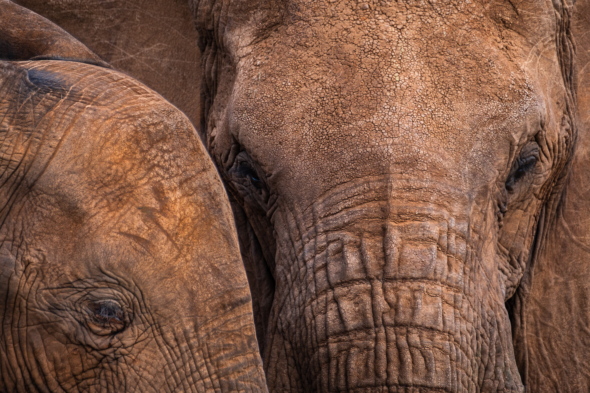 Elephants