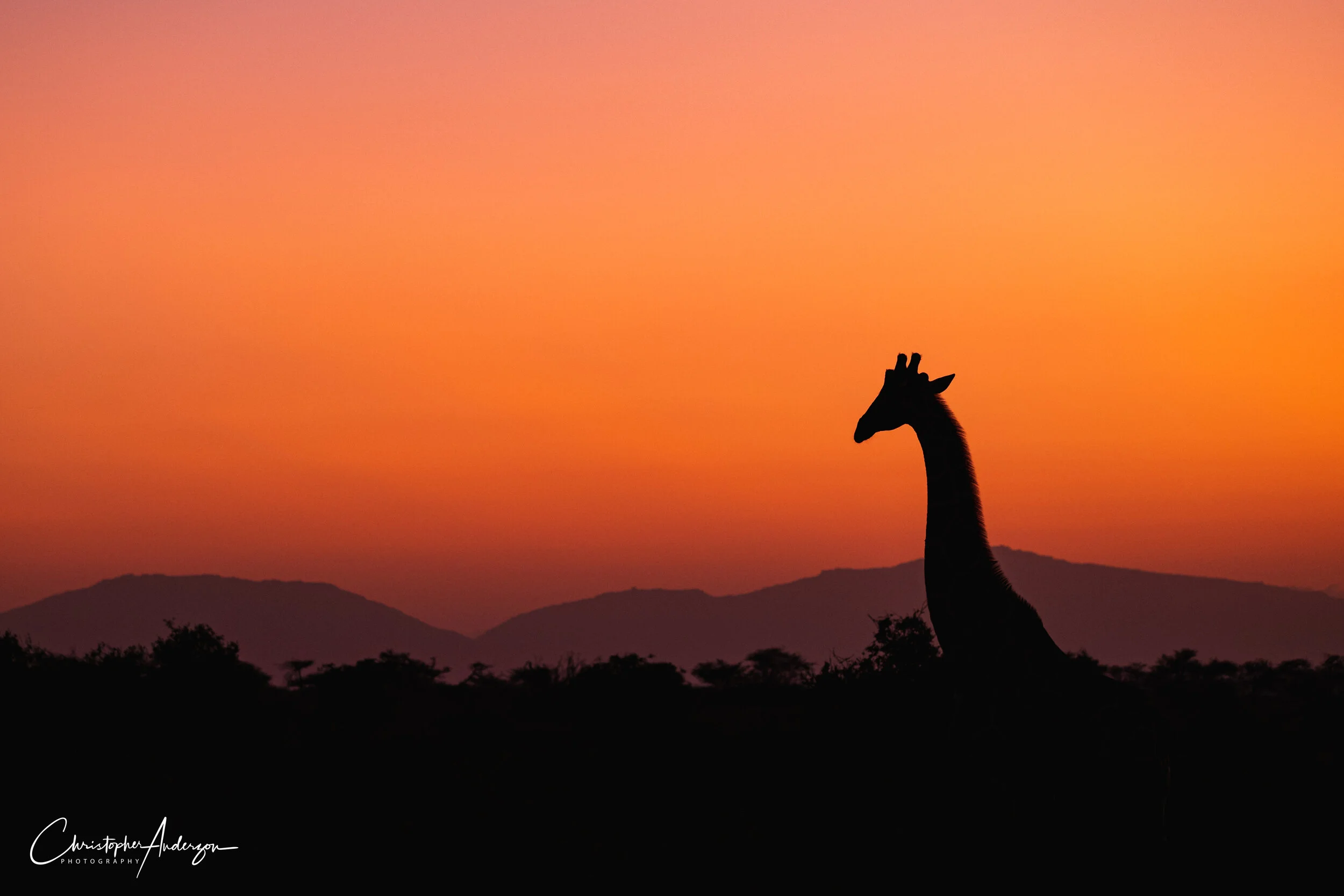 Giraffe