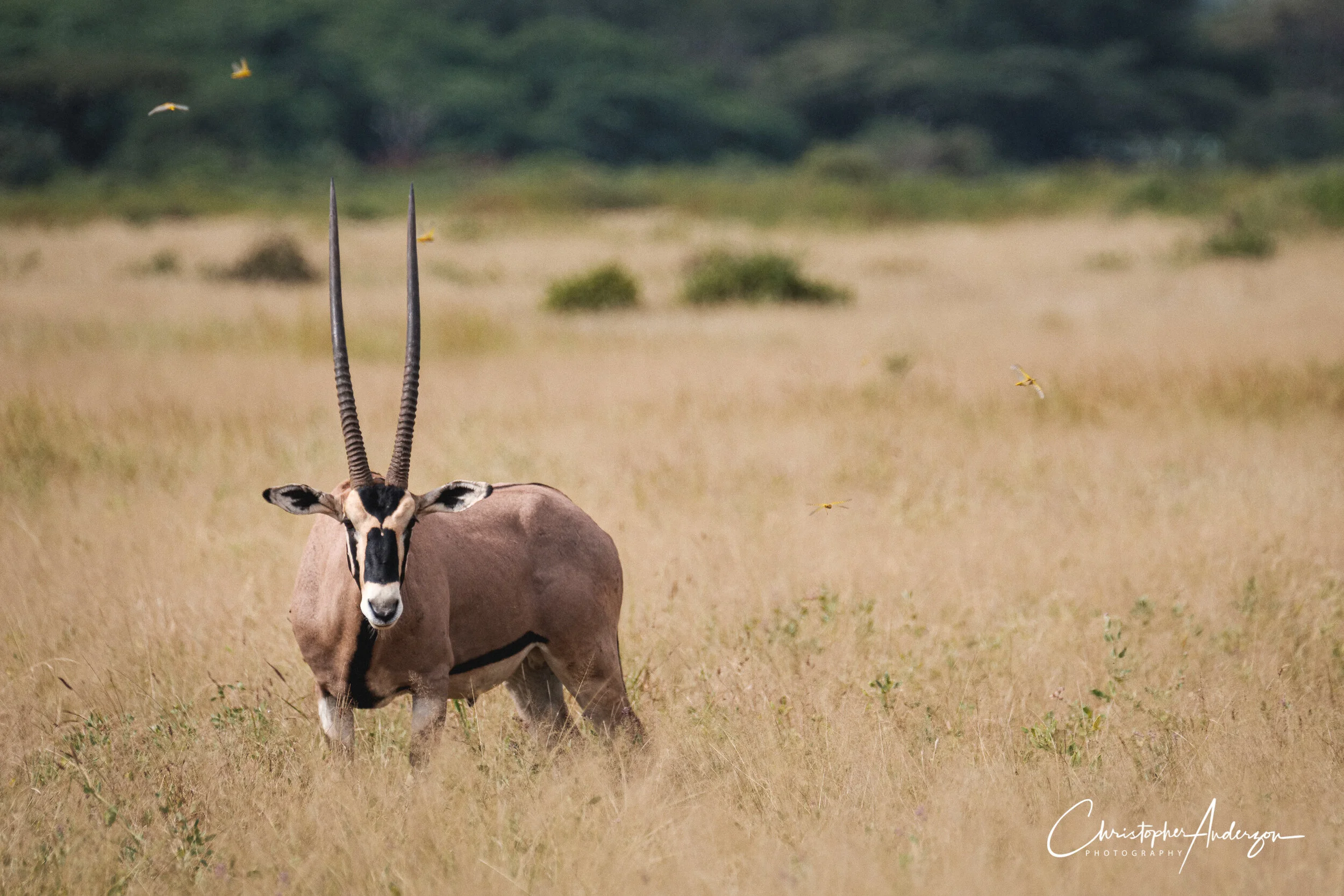 Oryx
