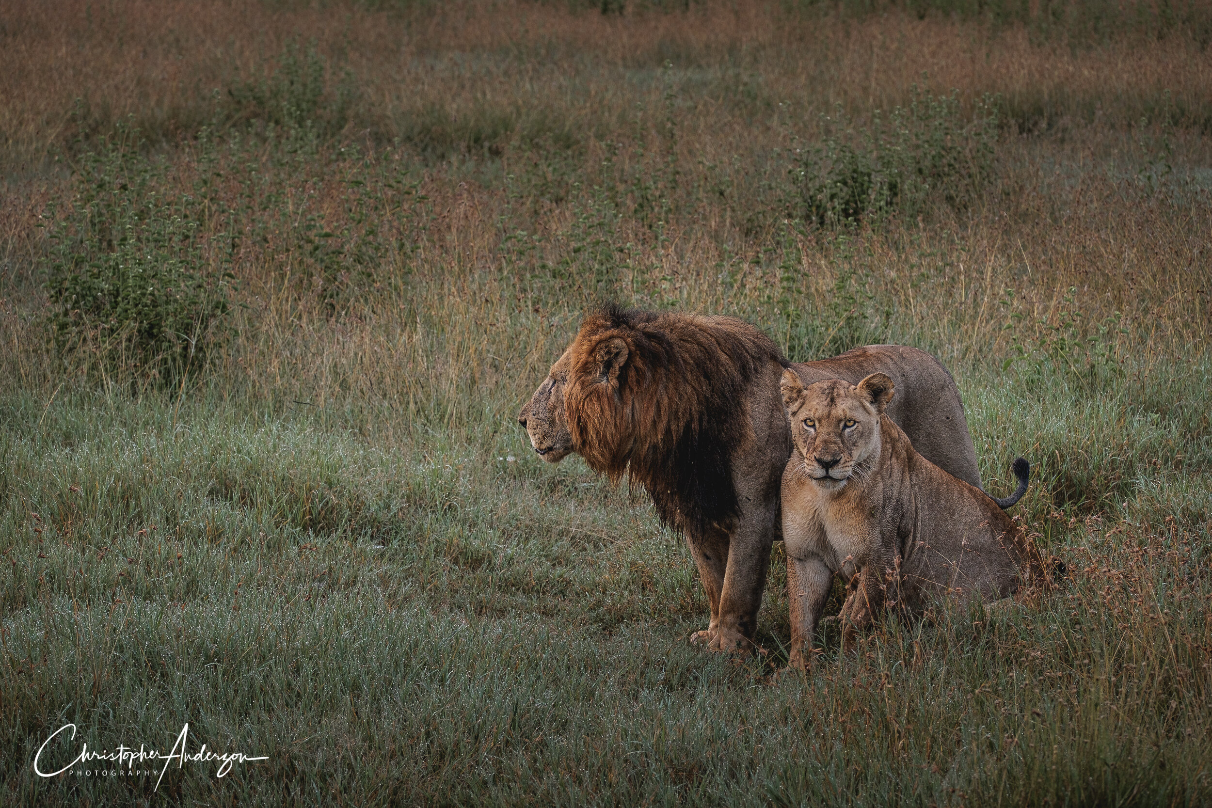 Lions