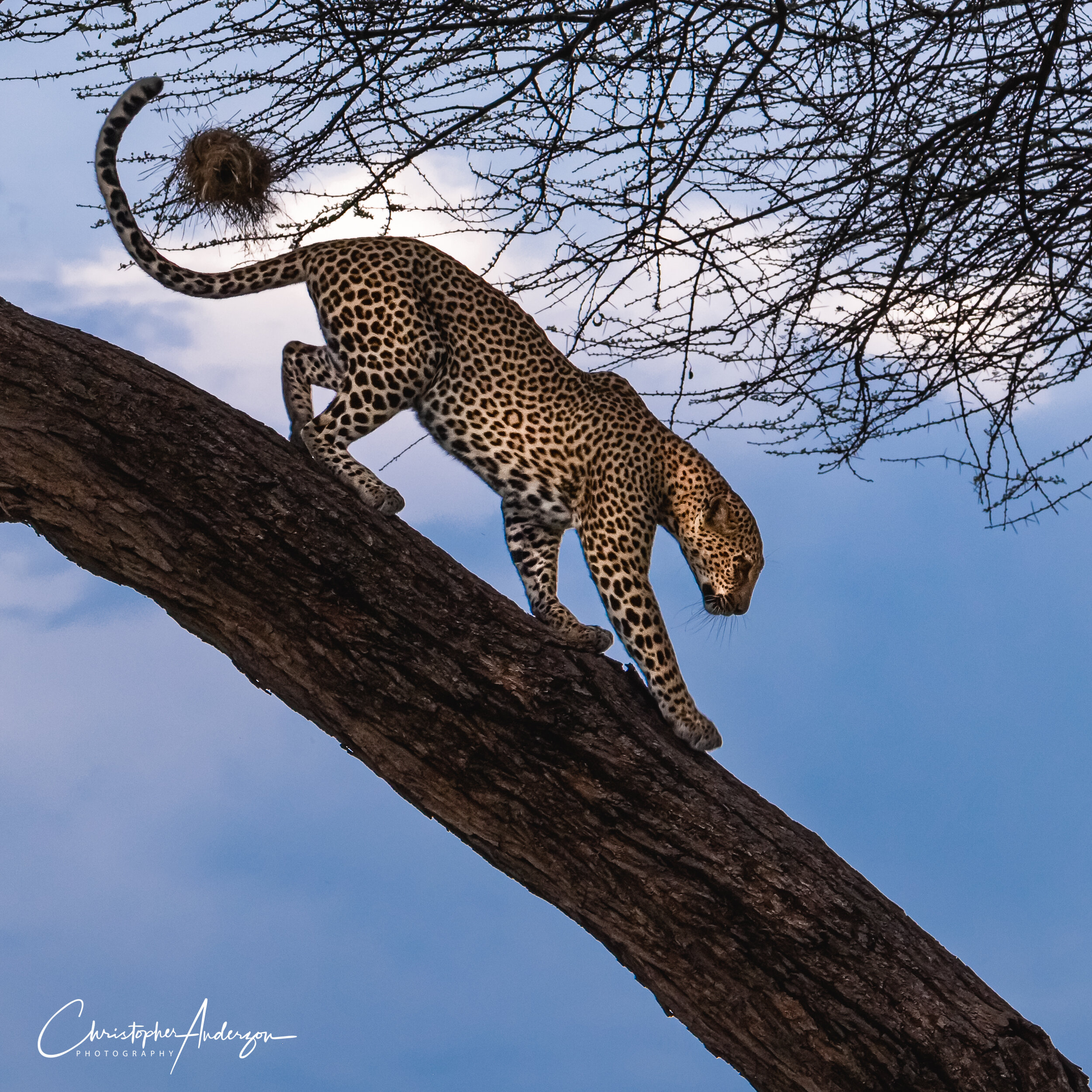 African leopard