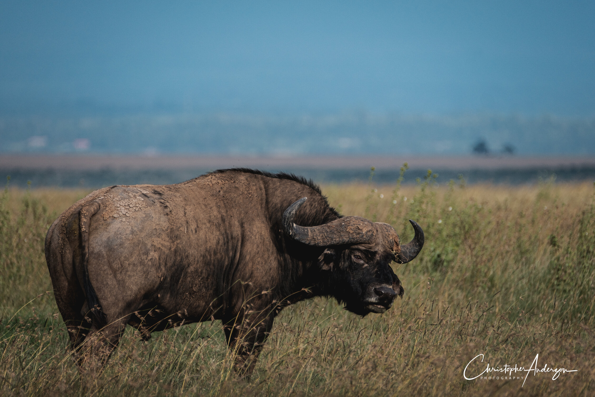 African buffalo