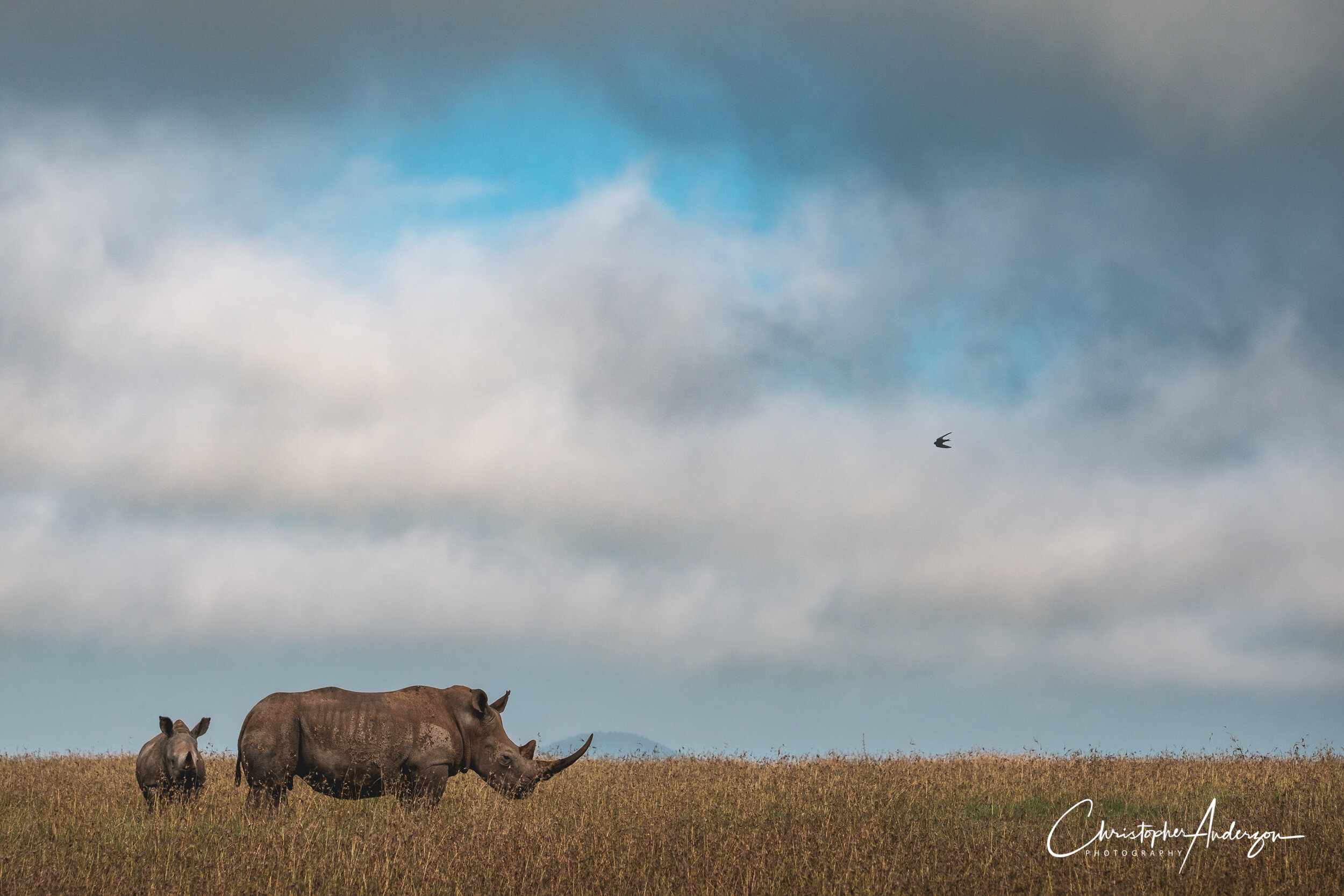 Rhinos