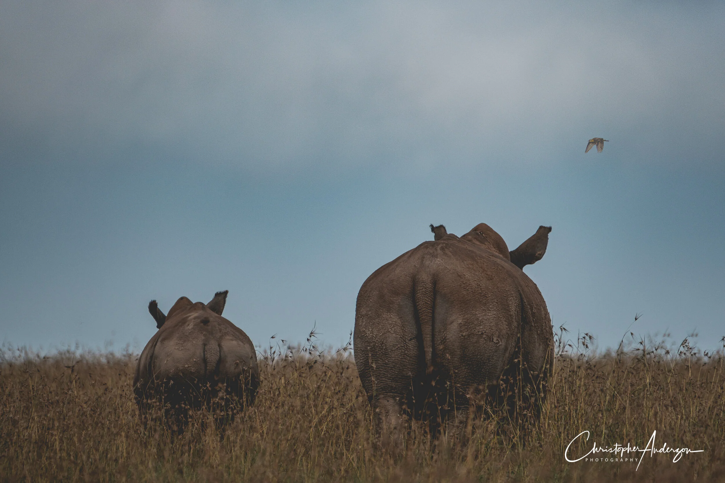 Rhinos