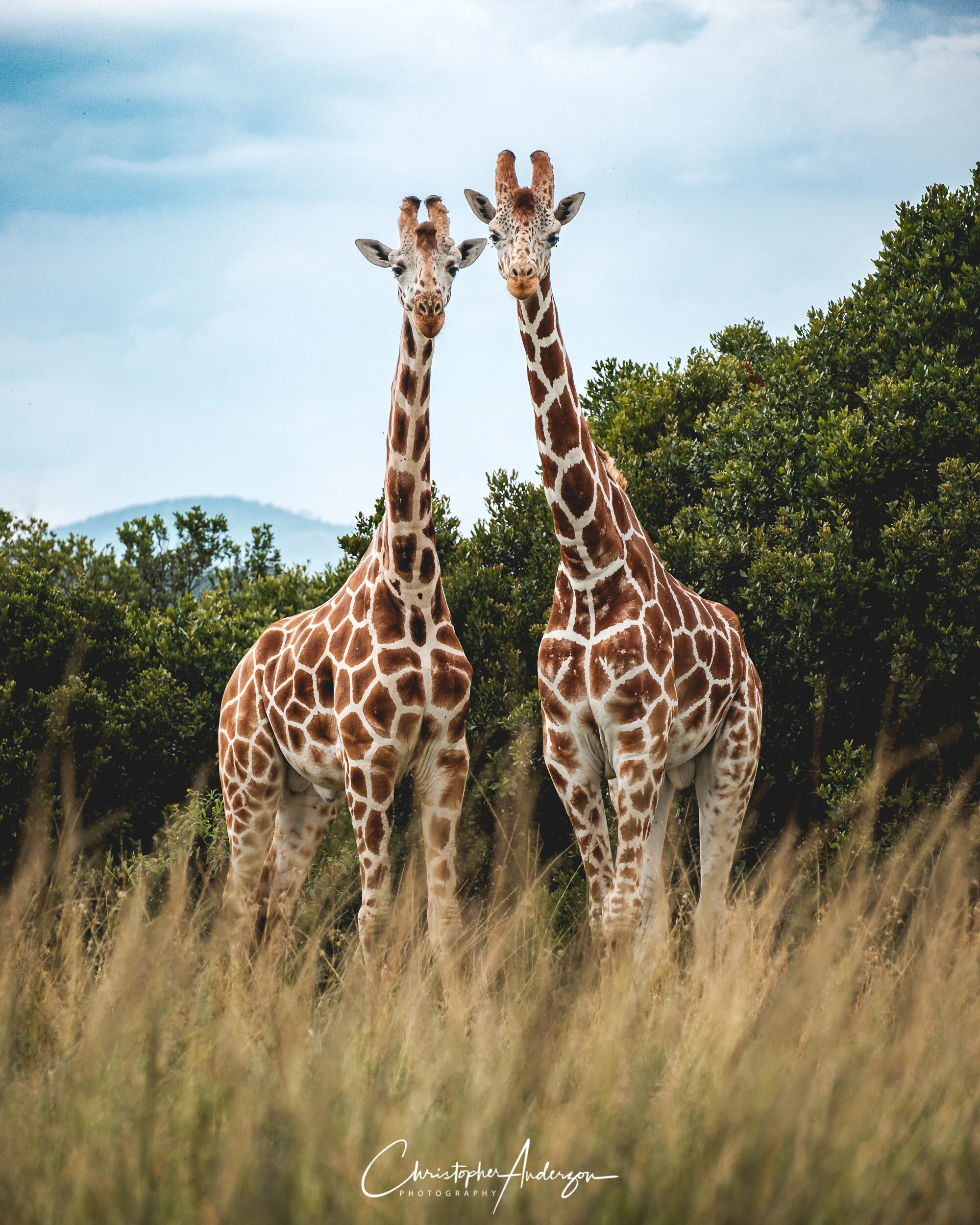 Giraffes
