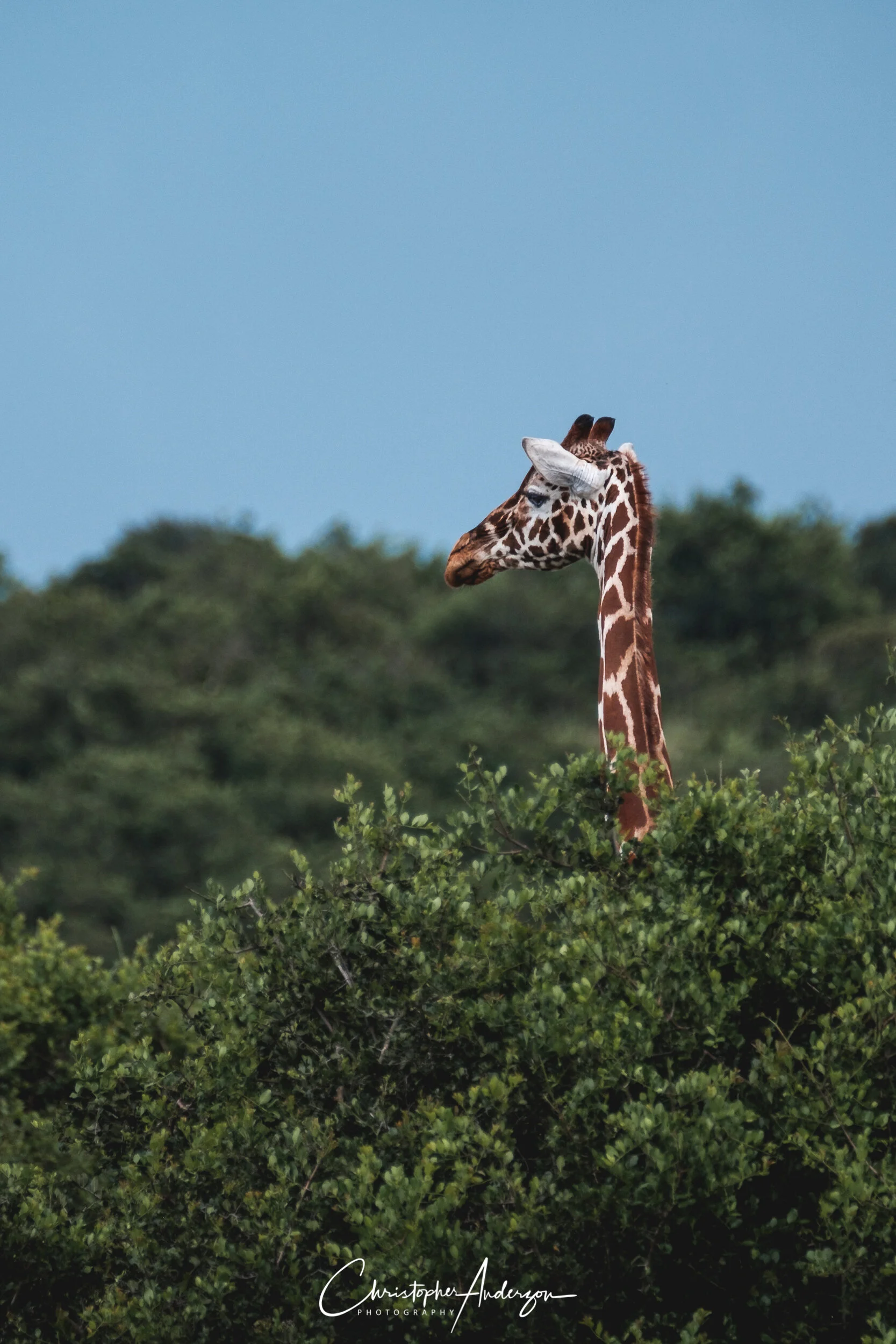 Giraffe in Solio, Kenya