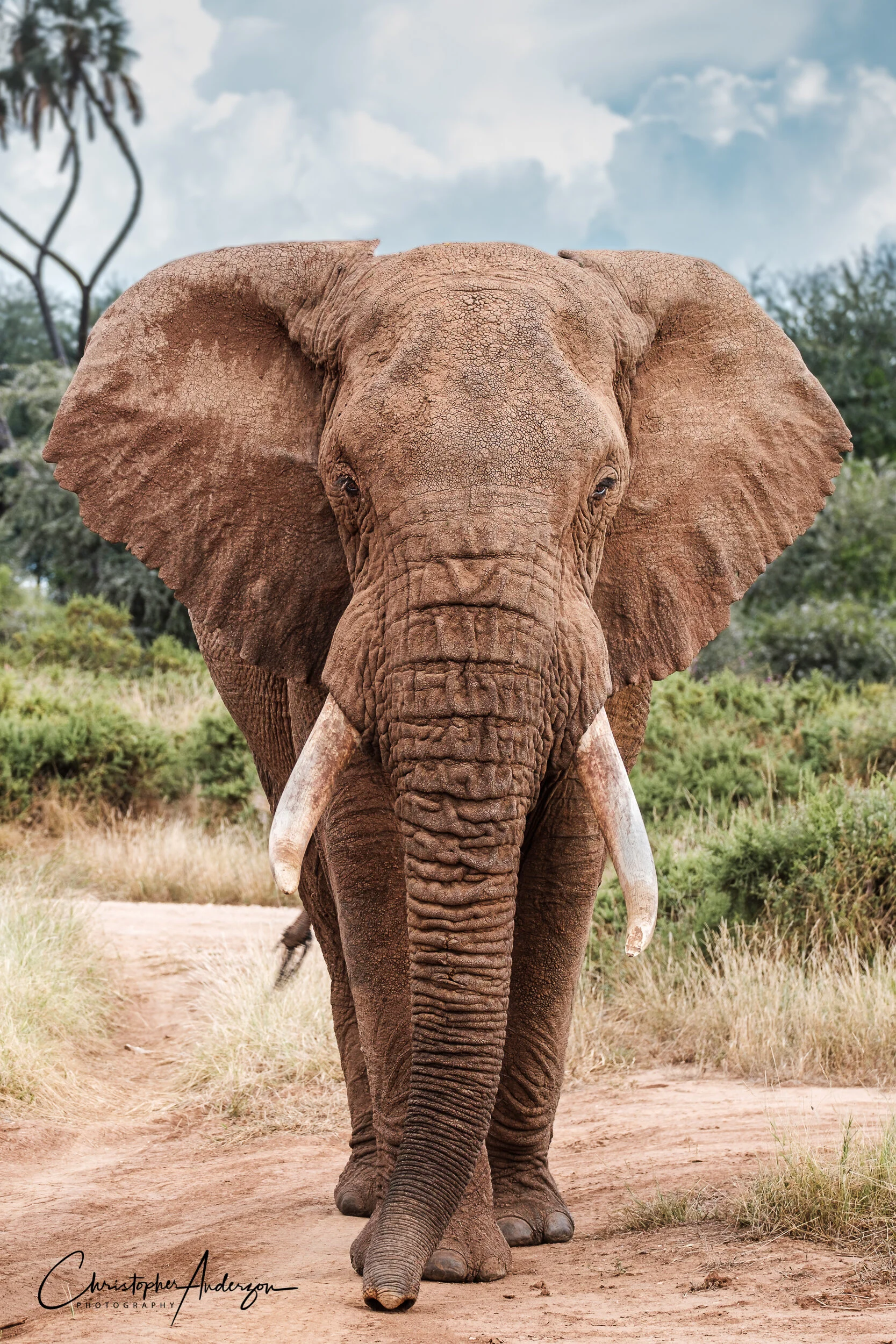Elephant in Samburu National Reserve, Kenya