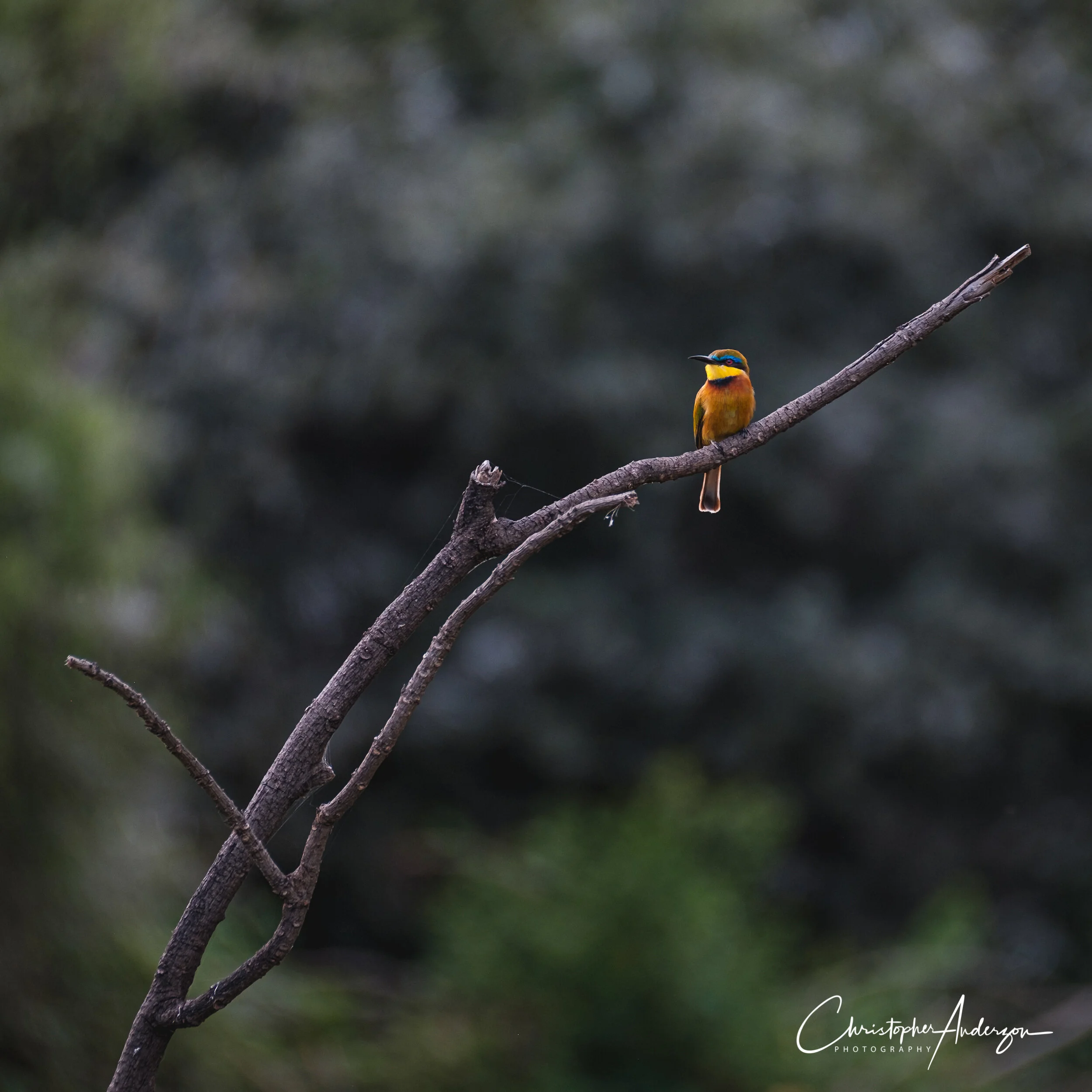 Little Bee-eater