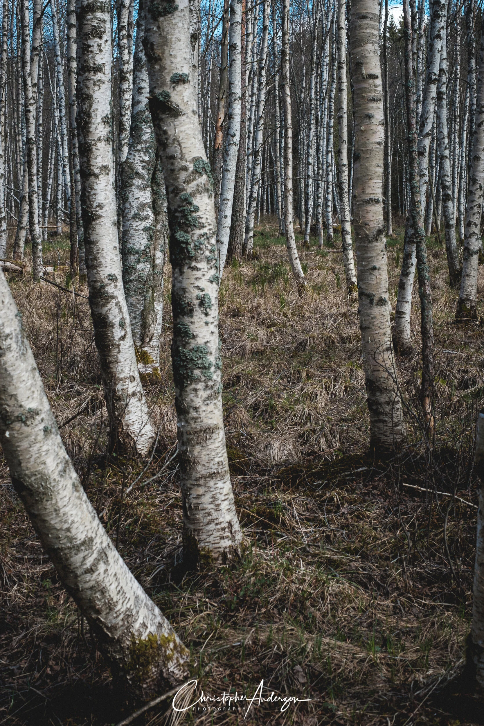 Birch tree cathedral