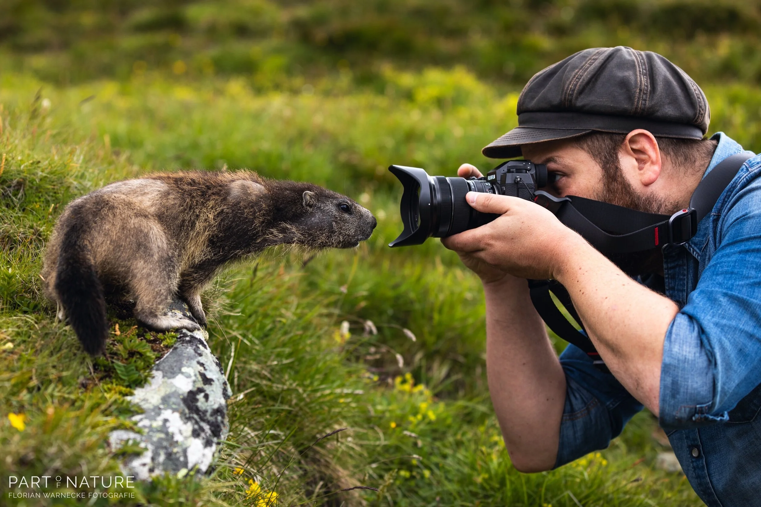 marmot photographed very closely