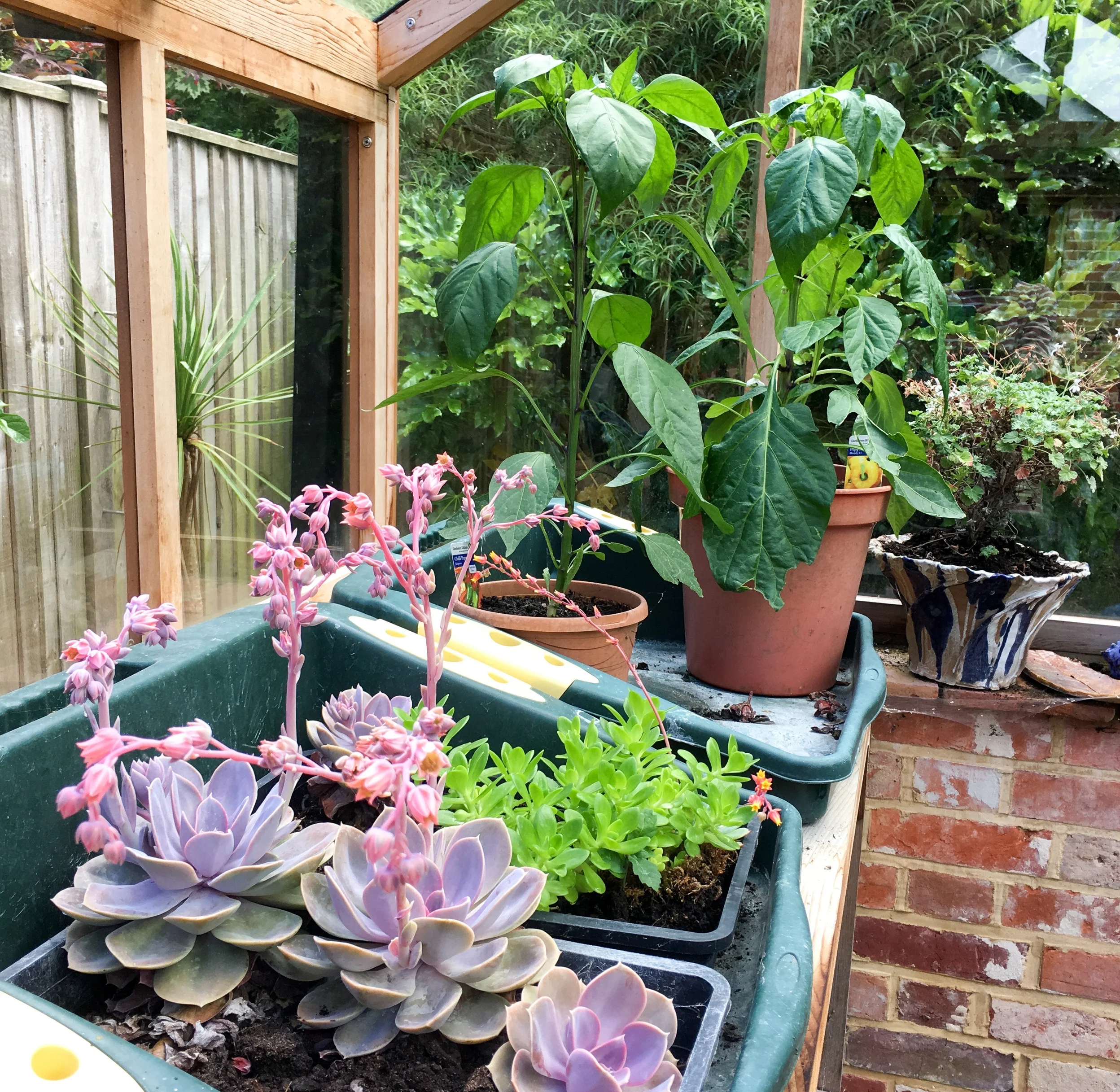 New Forest Village, Studio and Greenhouse Garden