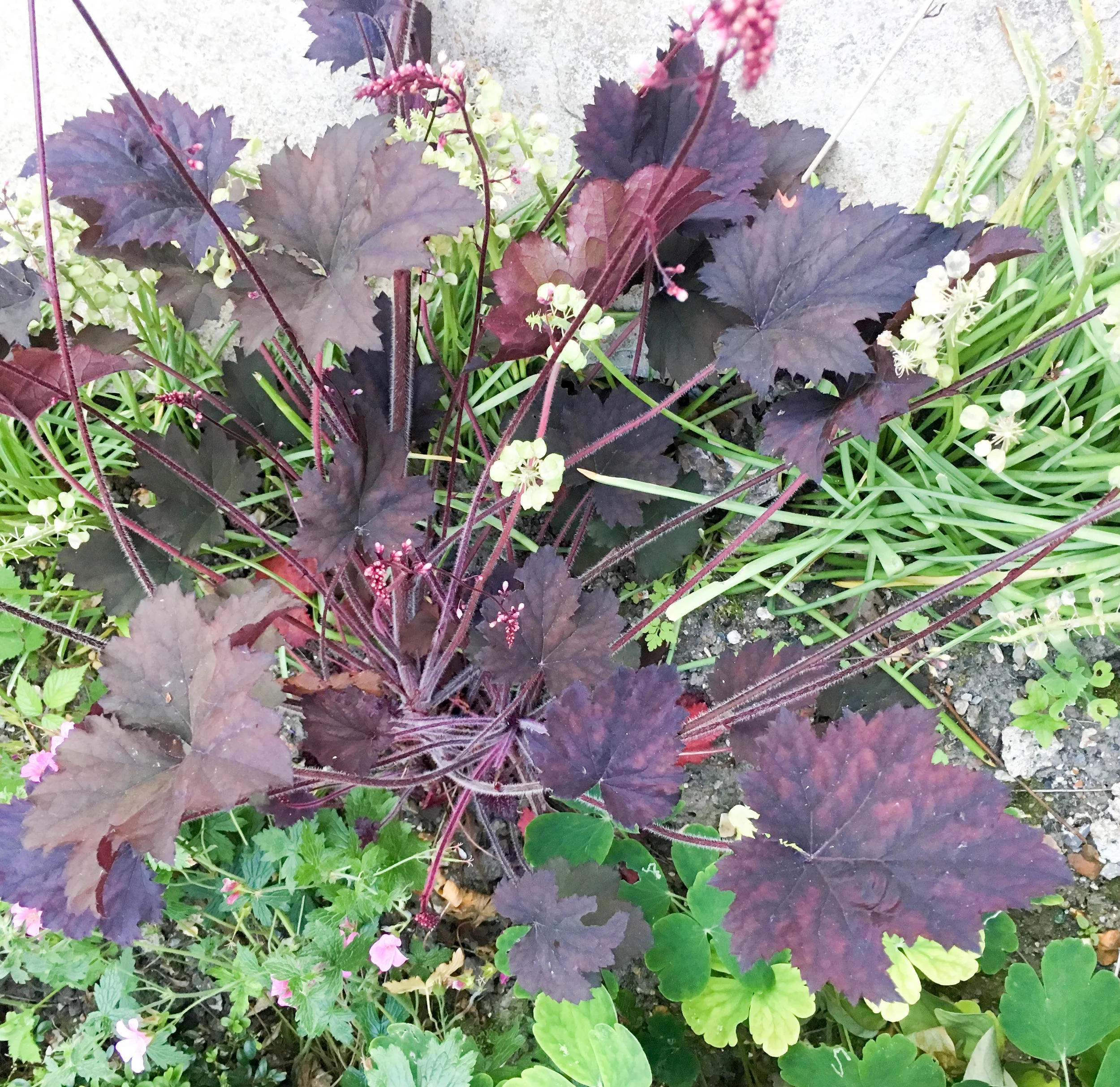 New Forest Village, Front Garden Planting