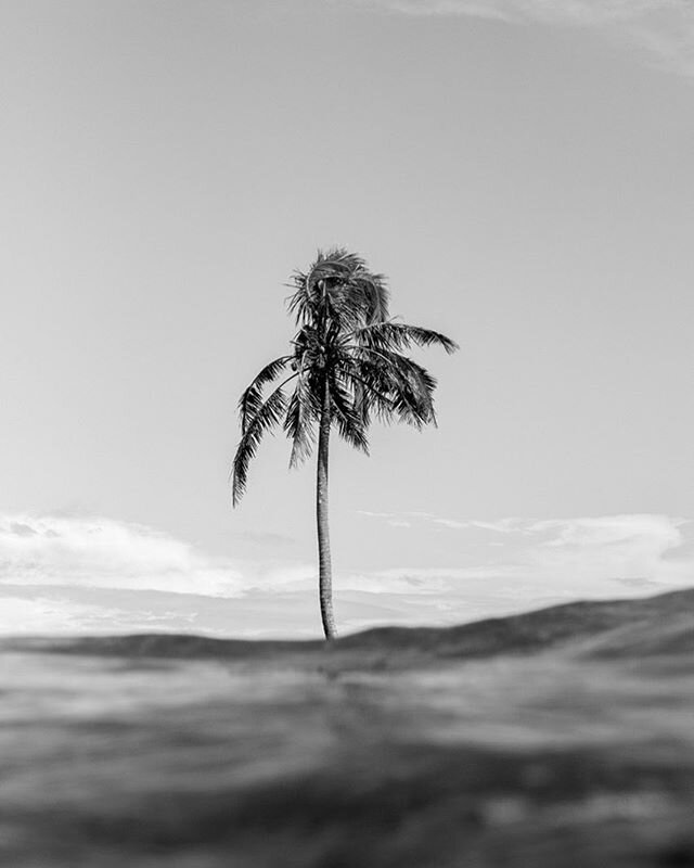 For the oceans that connect us. #oceans #worldoceansday #panama #bocasdeltoro #palm