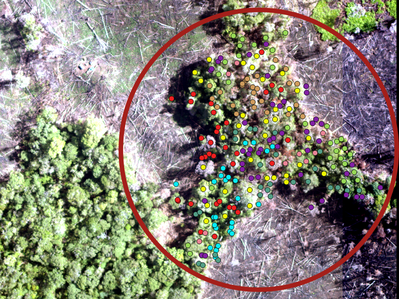 SPECIES DETECTION