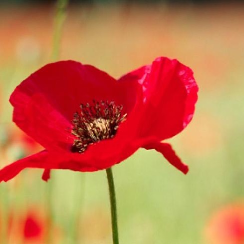 "They shall grow not old, as we that are left grow old: Age shall not weary them, nor the years condemn. / At the going down of the sun and in the morning, We will remember them”
#rememberance #courage #poppy 😀#poppyappeal