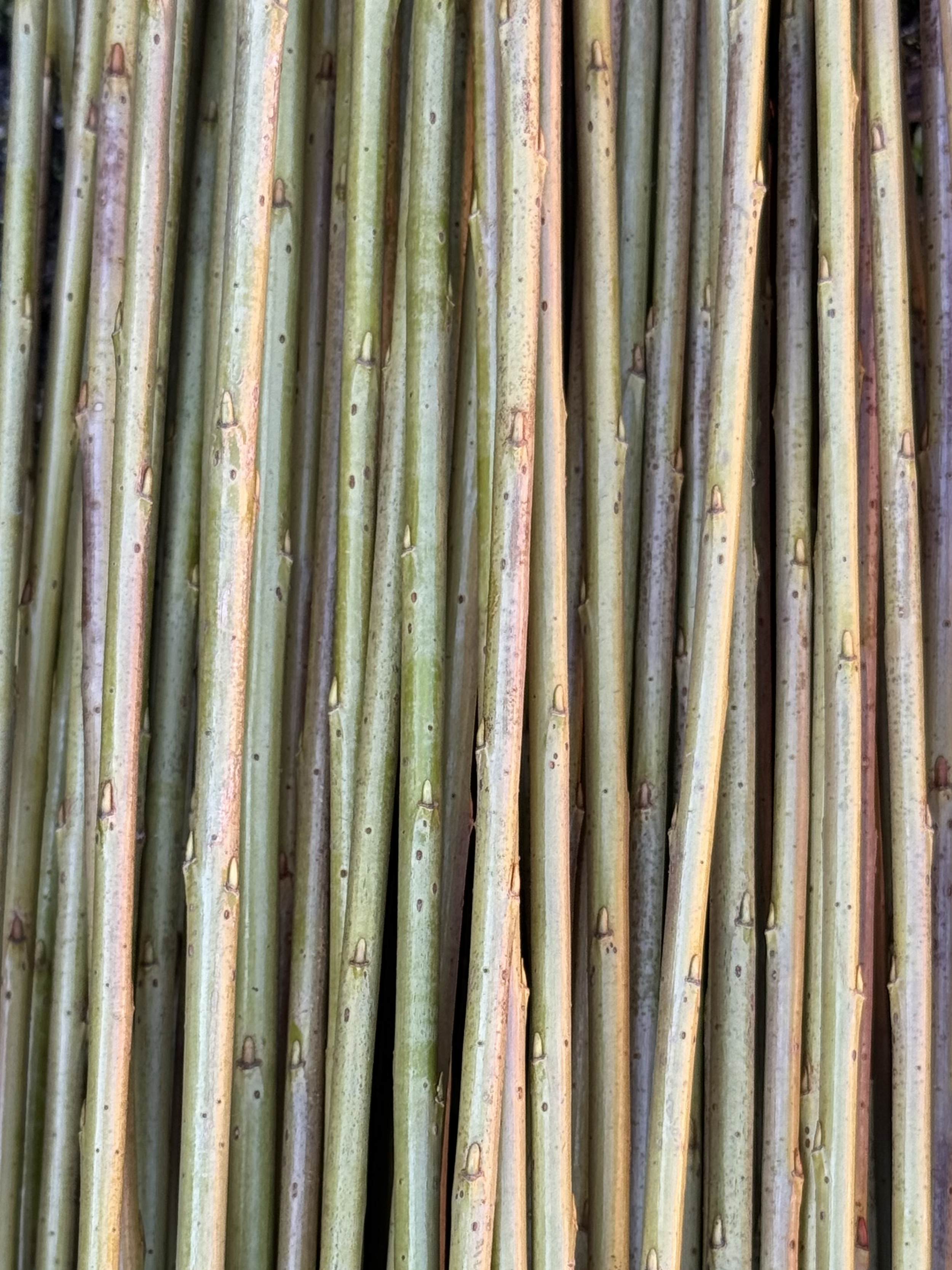 Leicestersure Dix
Salix purpurea gruppen

Lysegrønn med innslag av rosa i frisk bark. En av de flotteste pil som finnes. Er lang og slank, utrolig god å arbeide med. Velegnet som flettepil.

H-3

Leichestersure Dix kan kjøpes som:

- Stikling
- Flett