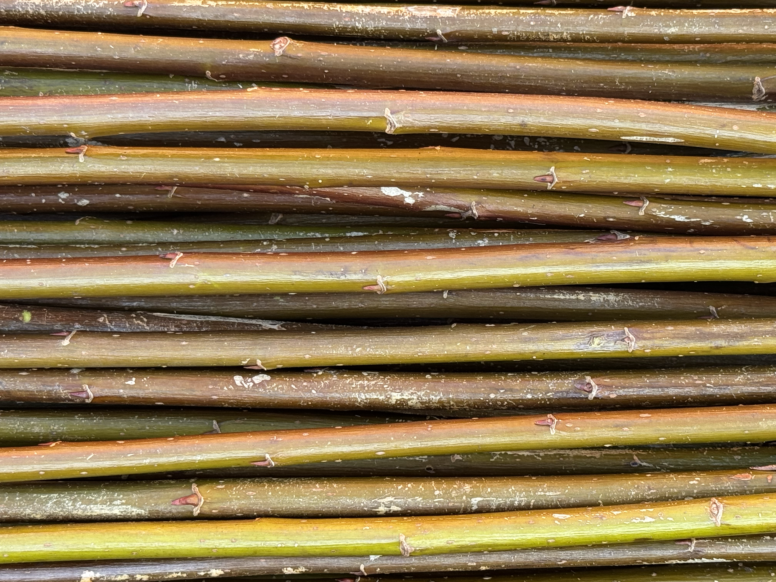 Rød Amerikaner
Salix Fragilis Americana

Rødbrun i farge. En veldig populær flettepil som er bløt og smidig. Velegnet til all flett, levende og tørket.

H-3

Rød Amerikaner kan kjøpes som:

- Stikling
- Levende pil
- Flettepil